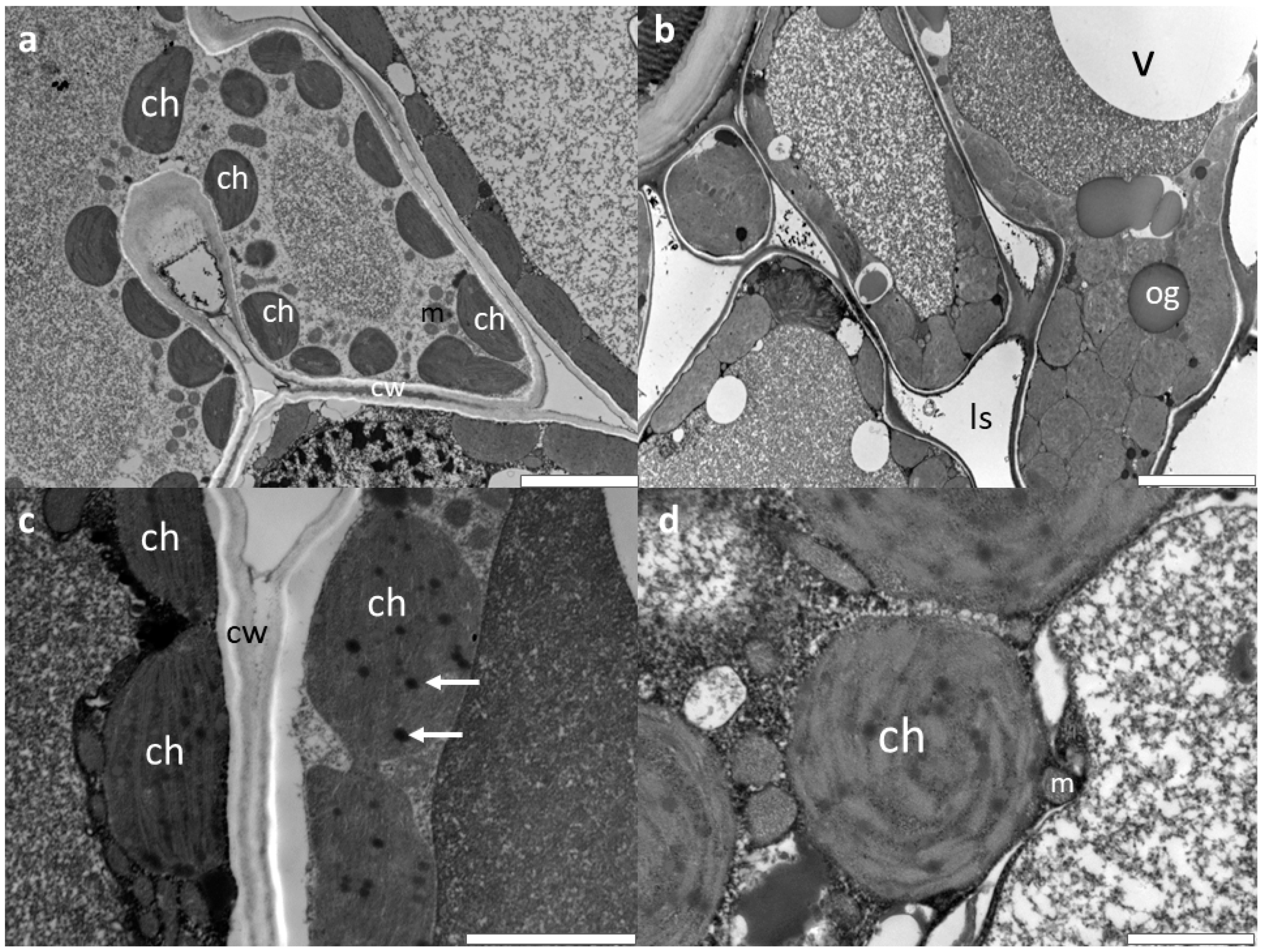 Forests 10 00269 g001
