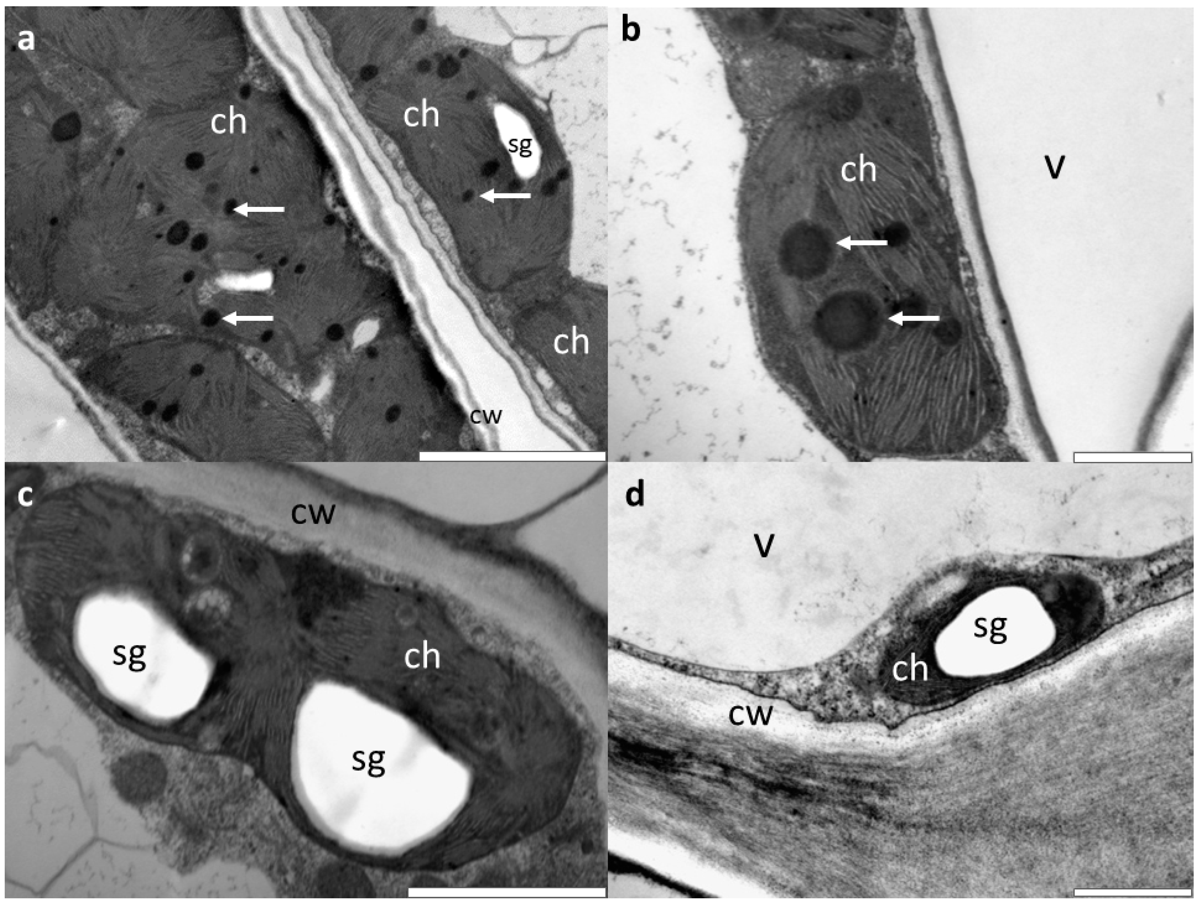 Forests 10 00269 g002