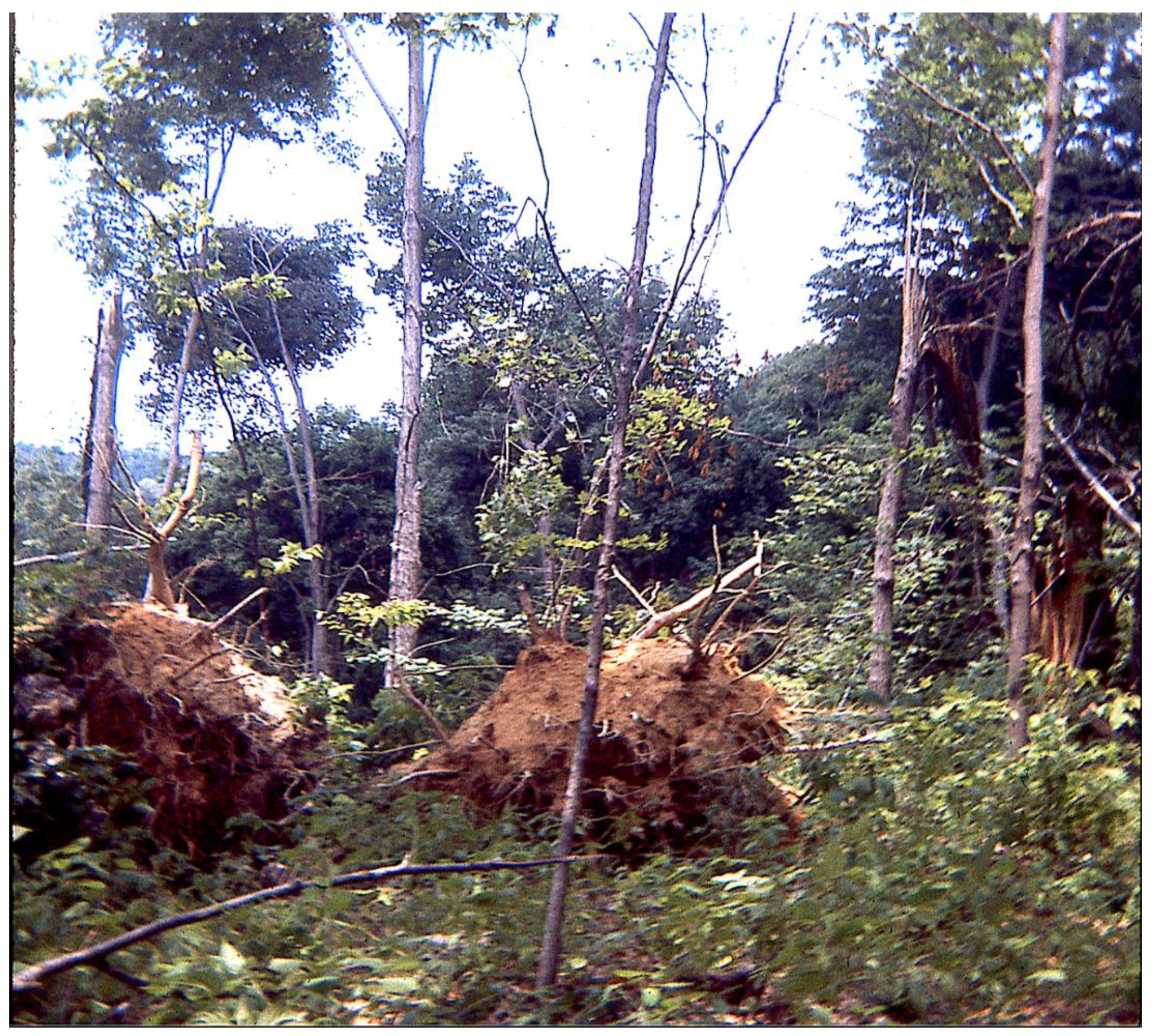 Forests 10 00271 g001 Forests 10 00271 g001