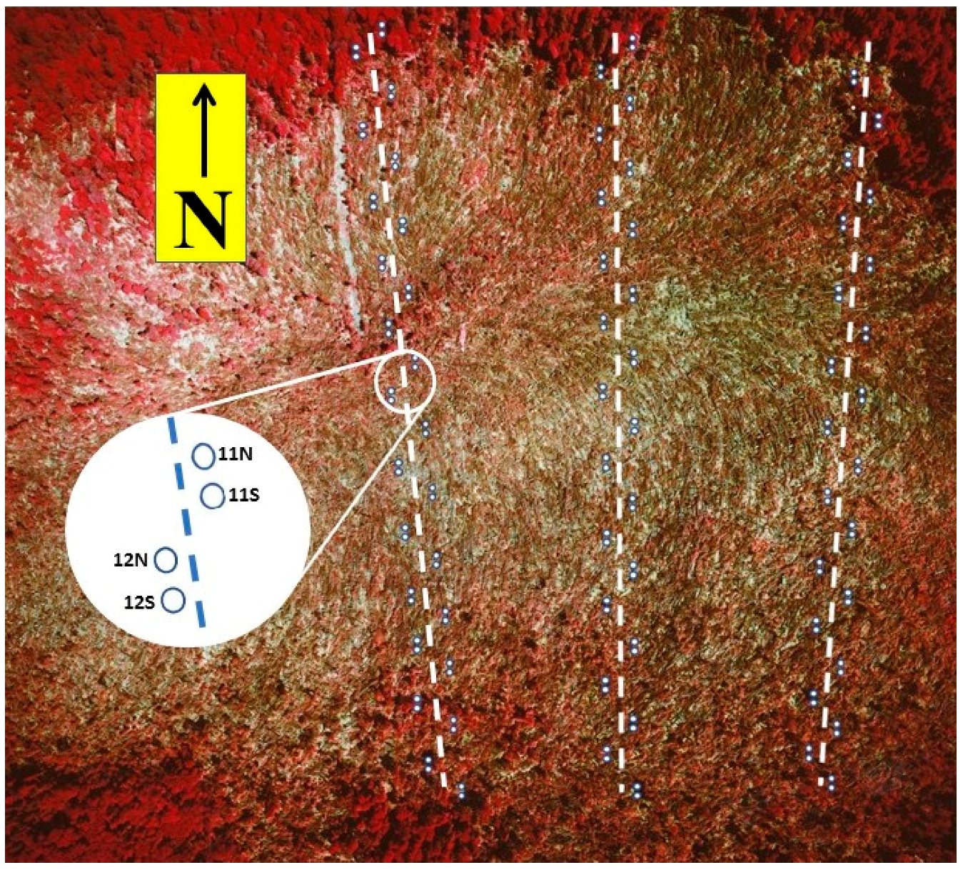 Forests 10 00289 g001