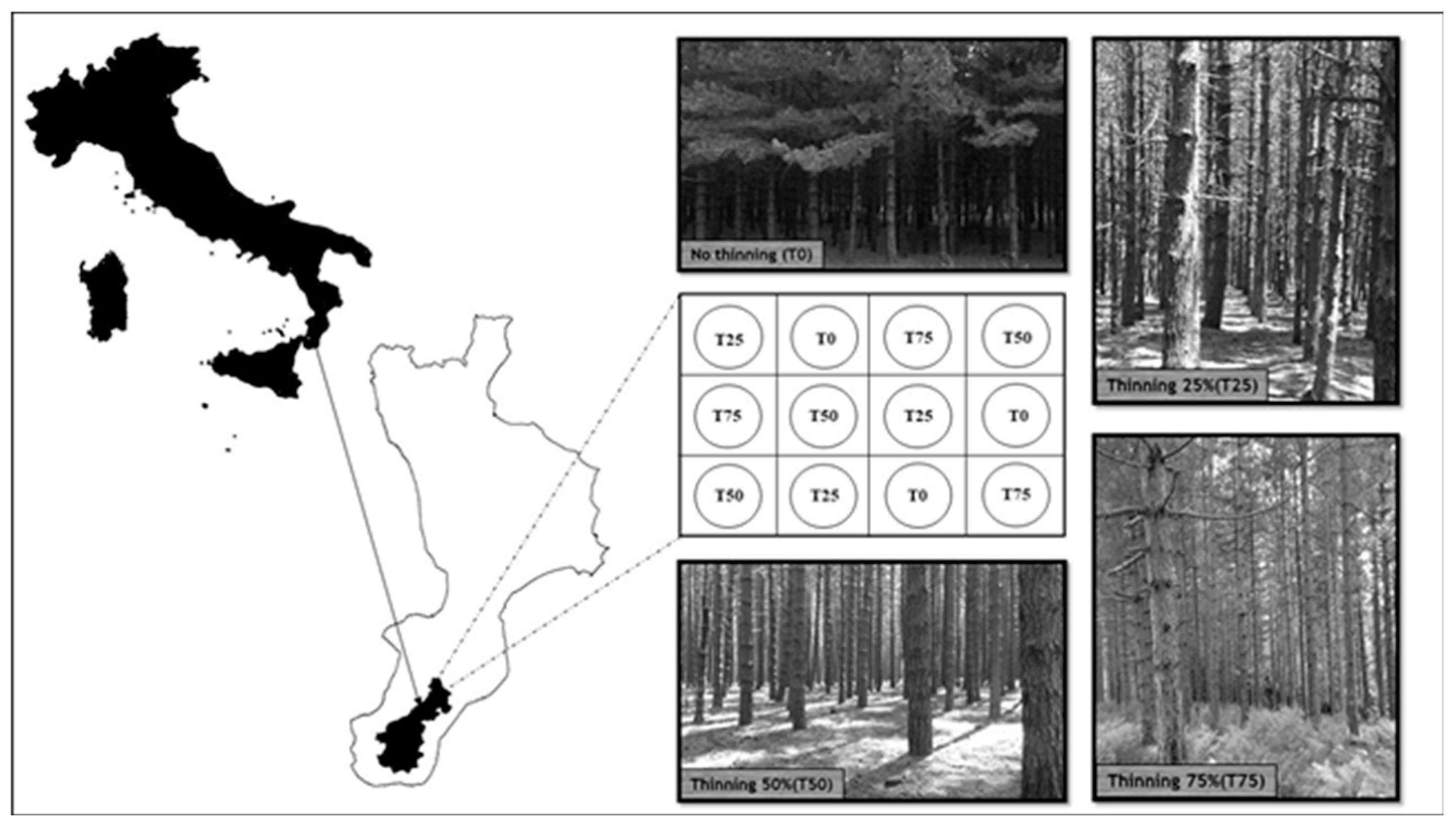 Forests 10 00303 g001
