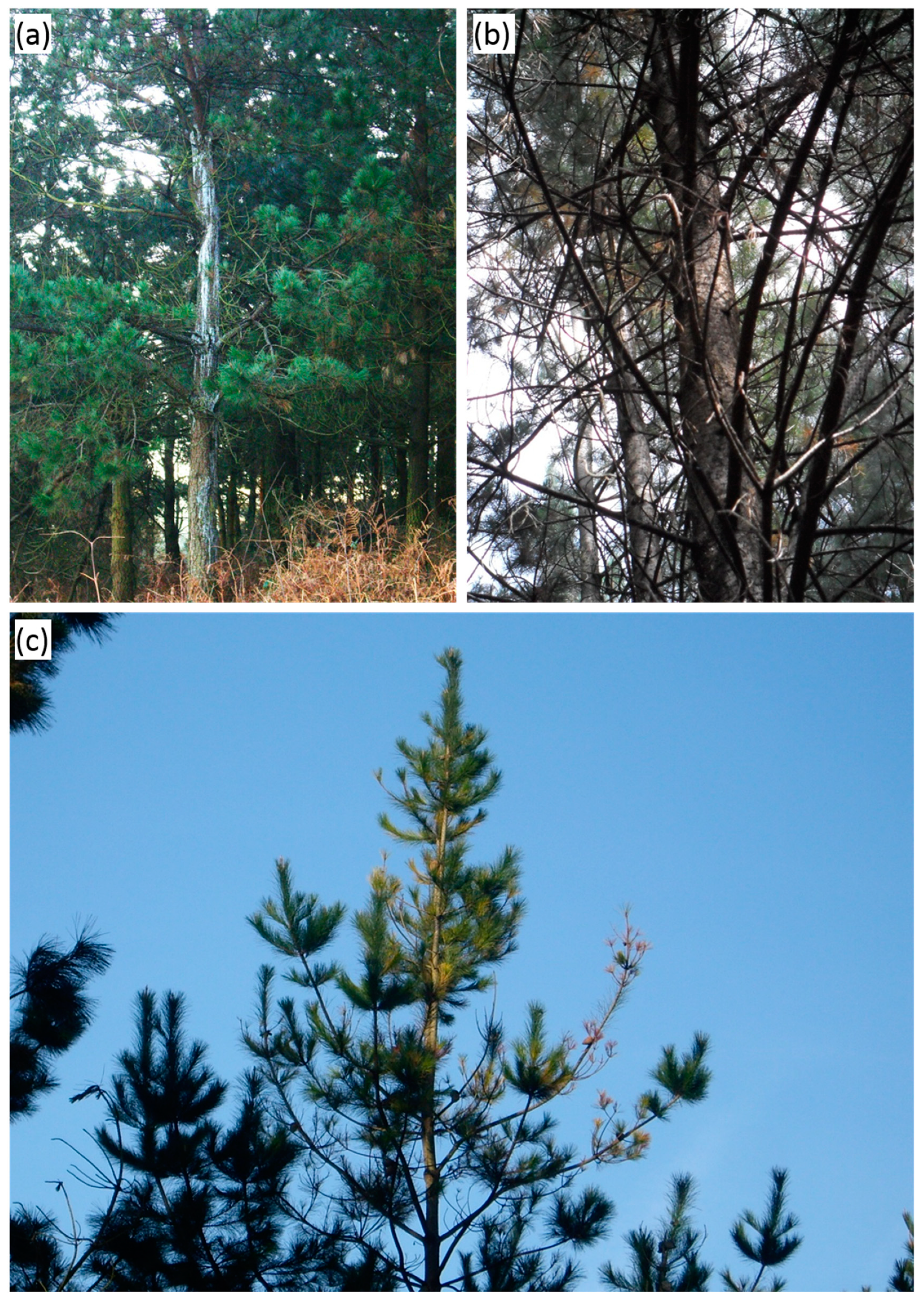 Forests 10 00305 g001