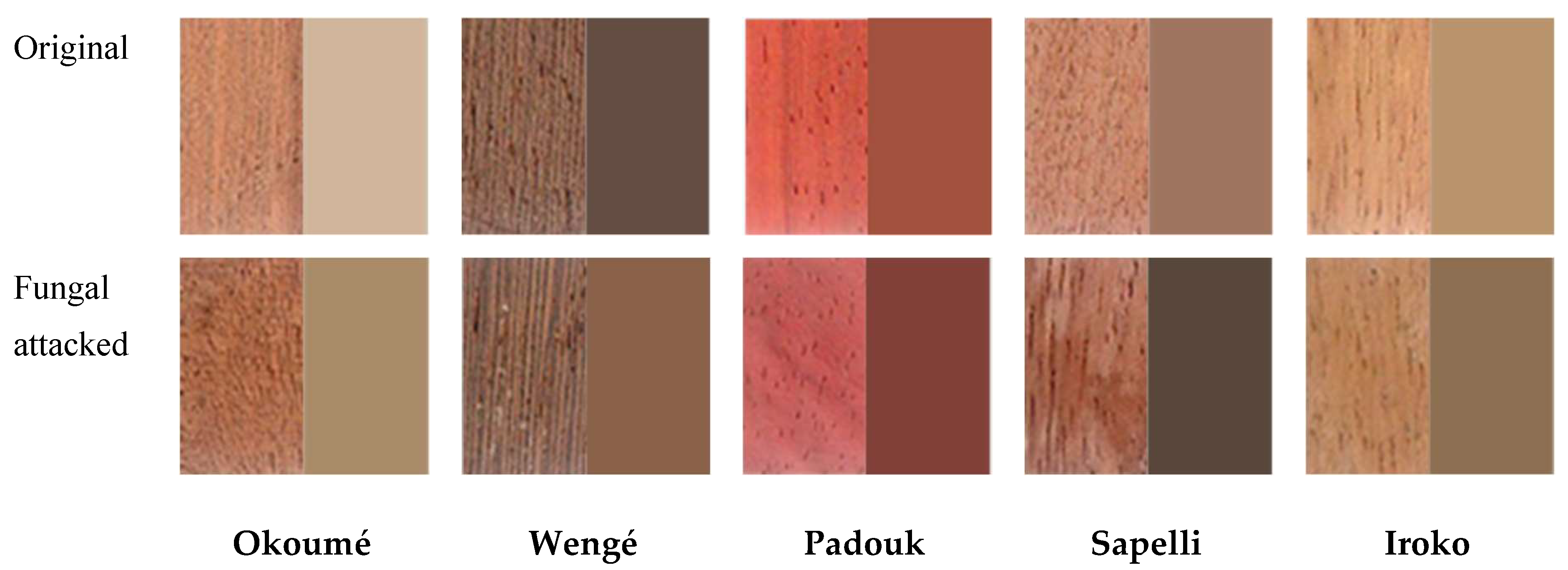 Forests 10 00322 g003