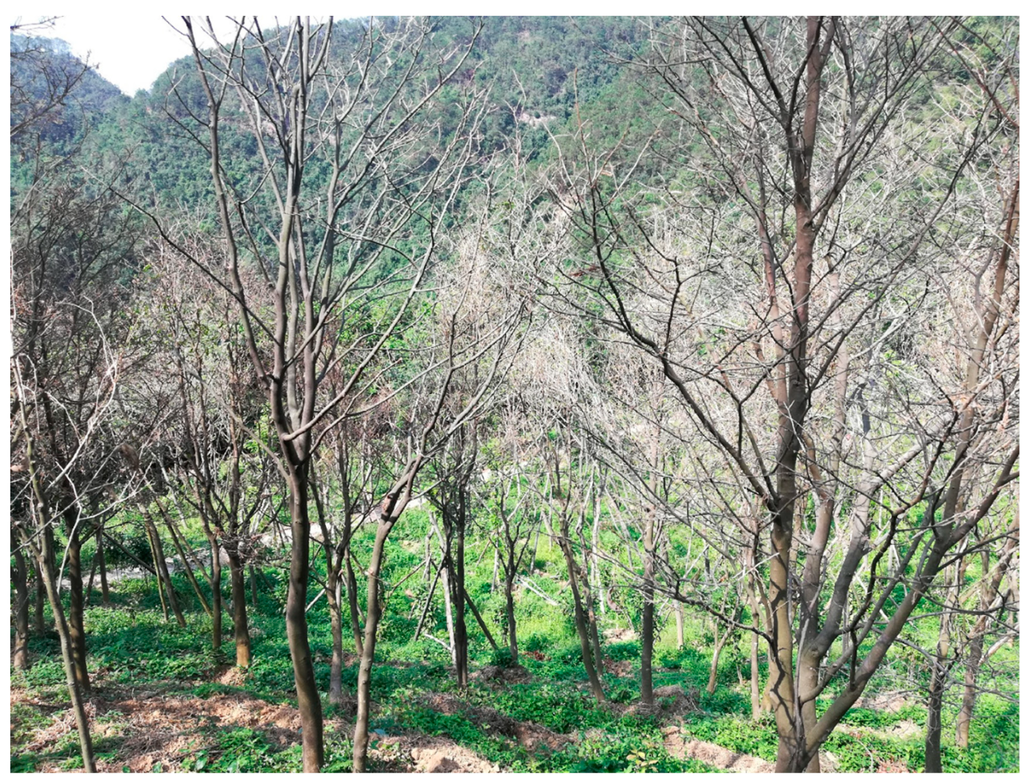 Forests 10 00331 g001