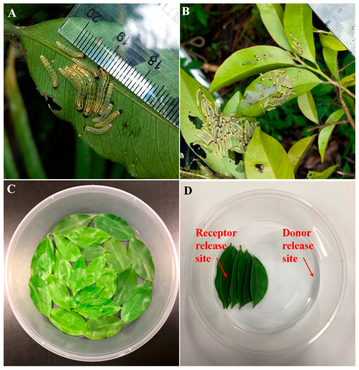 Forests 10 00331 g002