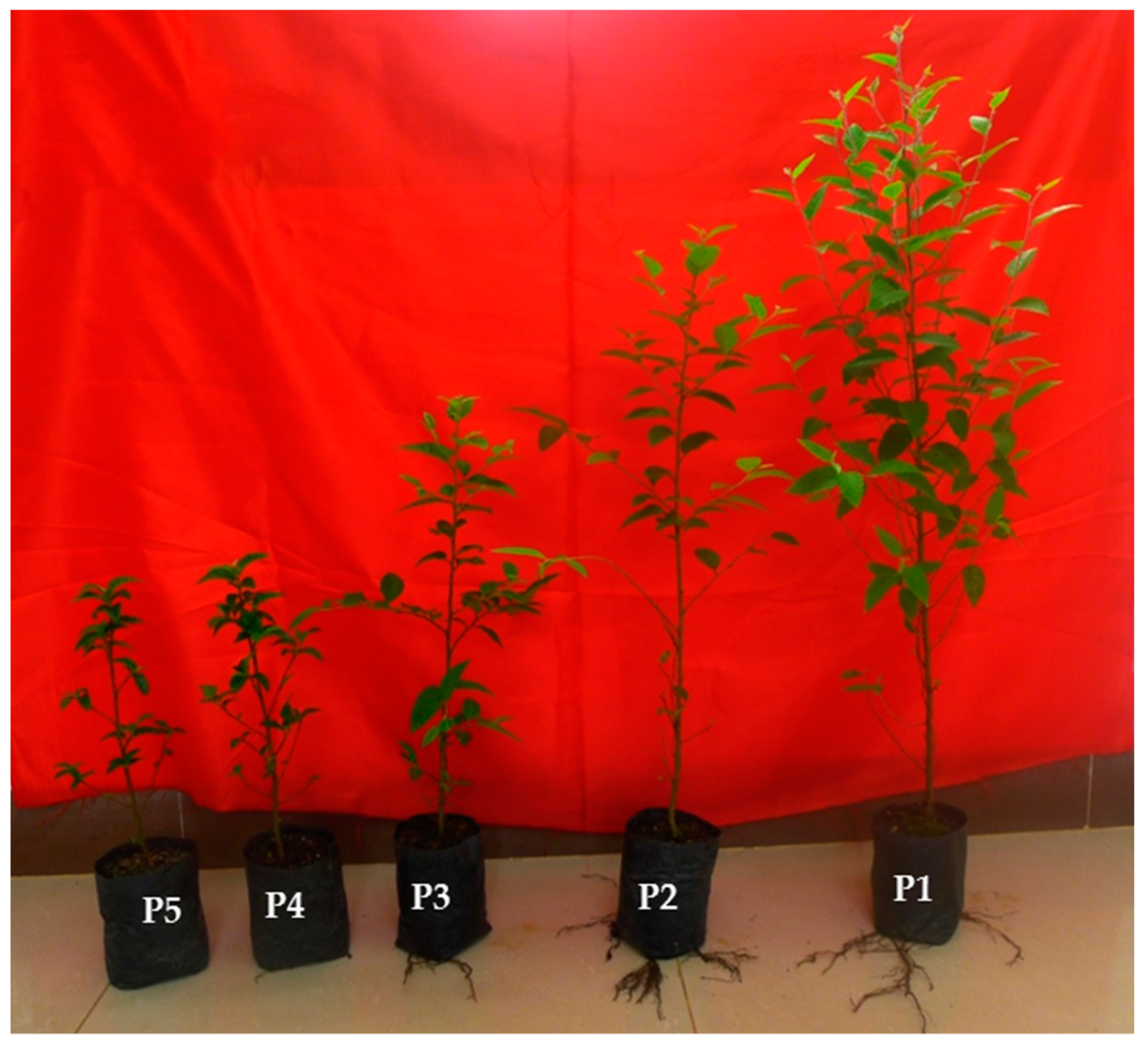 Forests 10 00378 g004 Forests 10 00378 g004