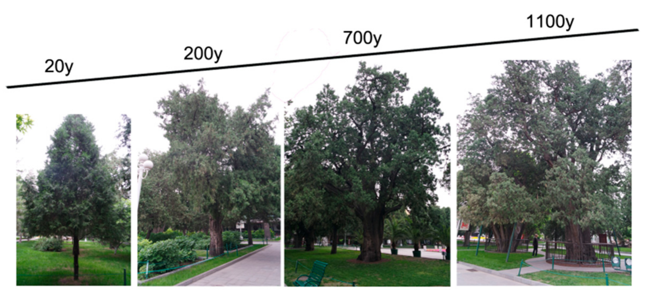 Forests 10 00393 g001