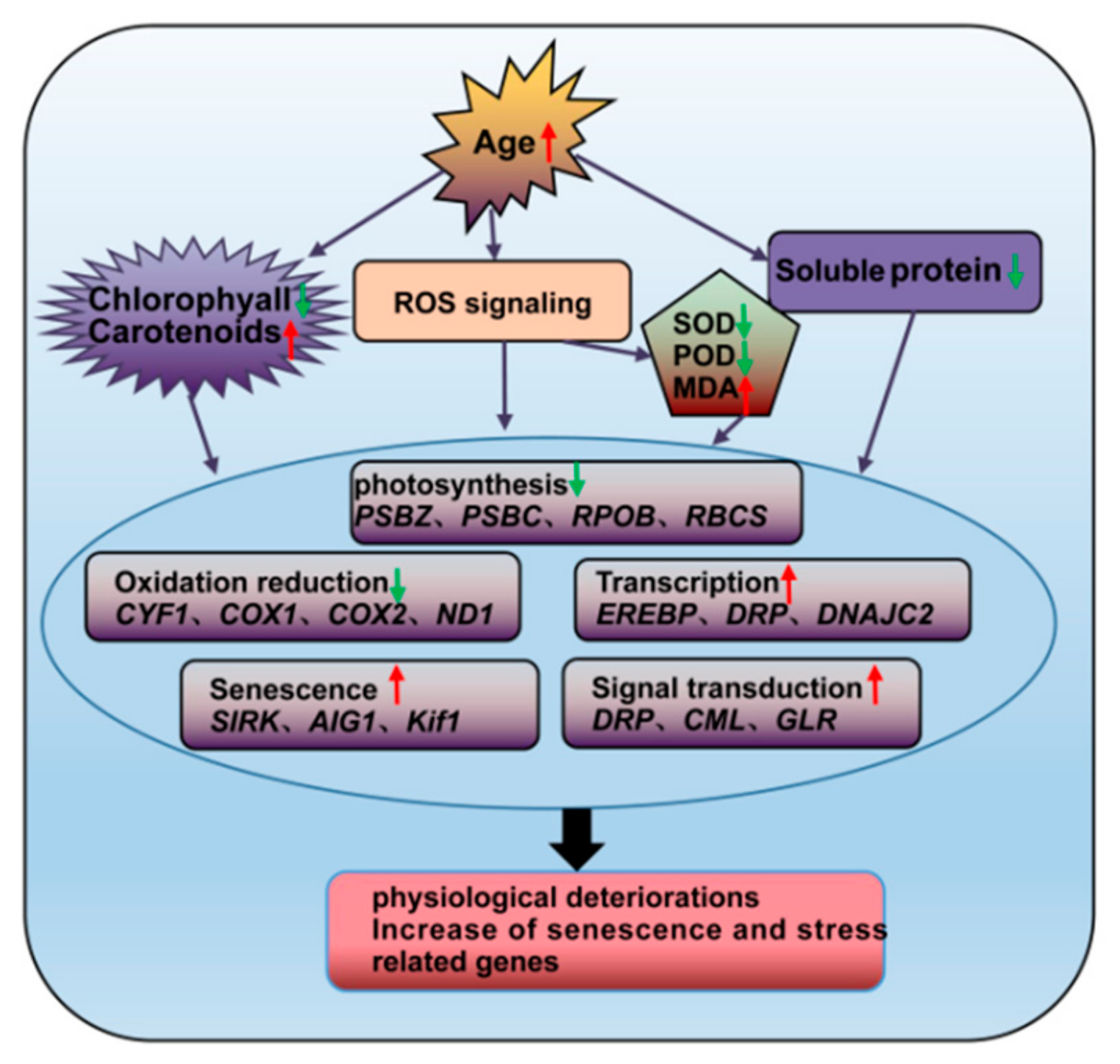Forests 10 00393 g011