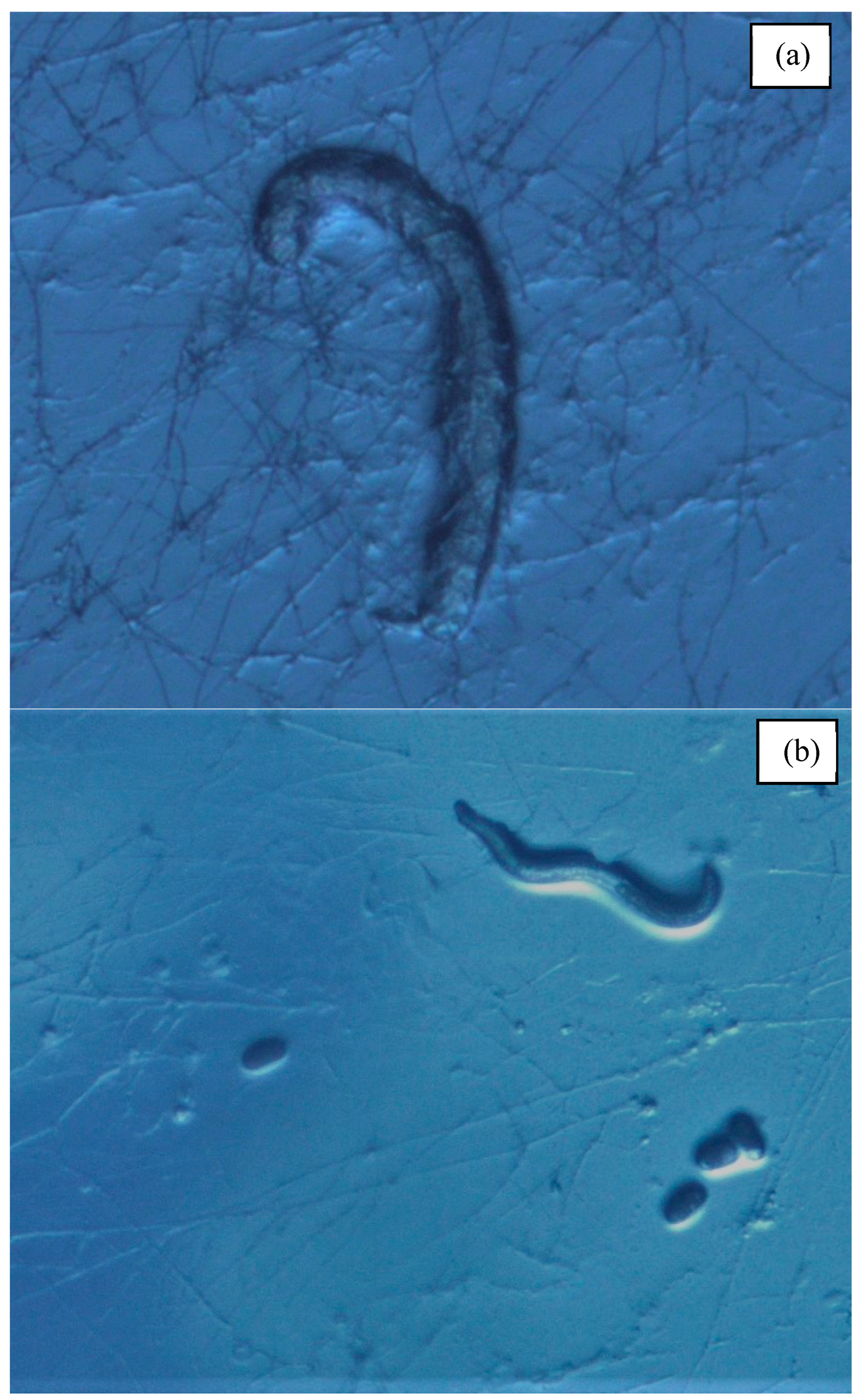 Forests 10 00404 g002 Forests 10 00404 g002