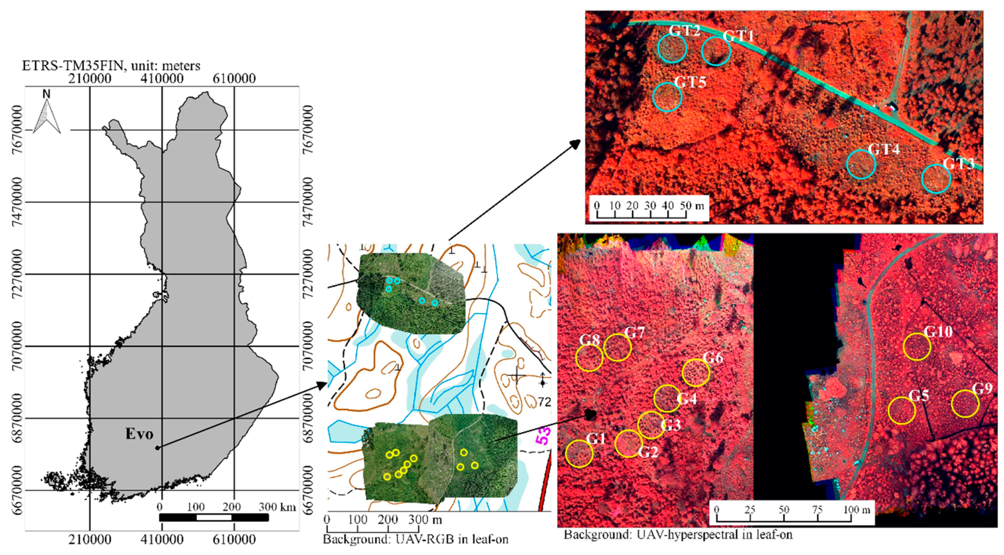 Forests 10 00415 g001