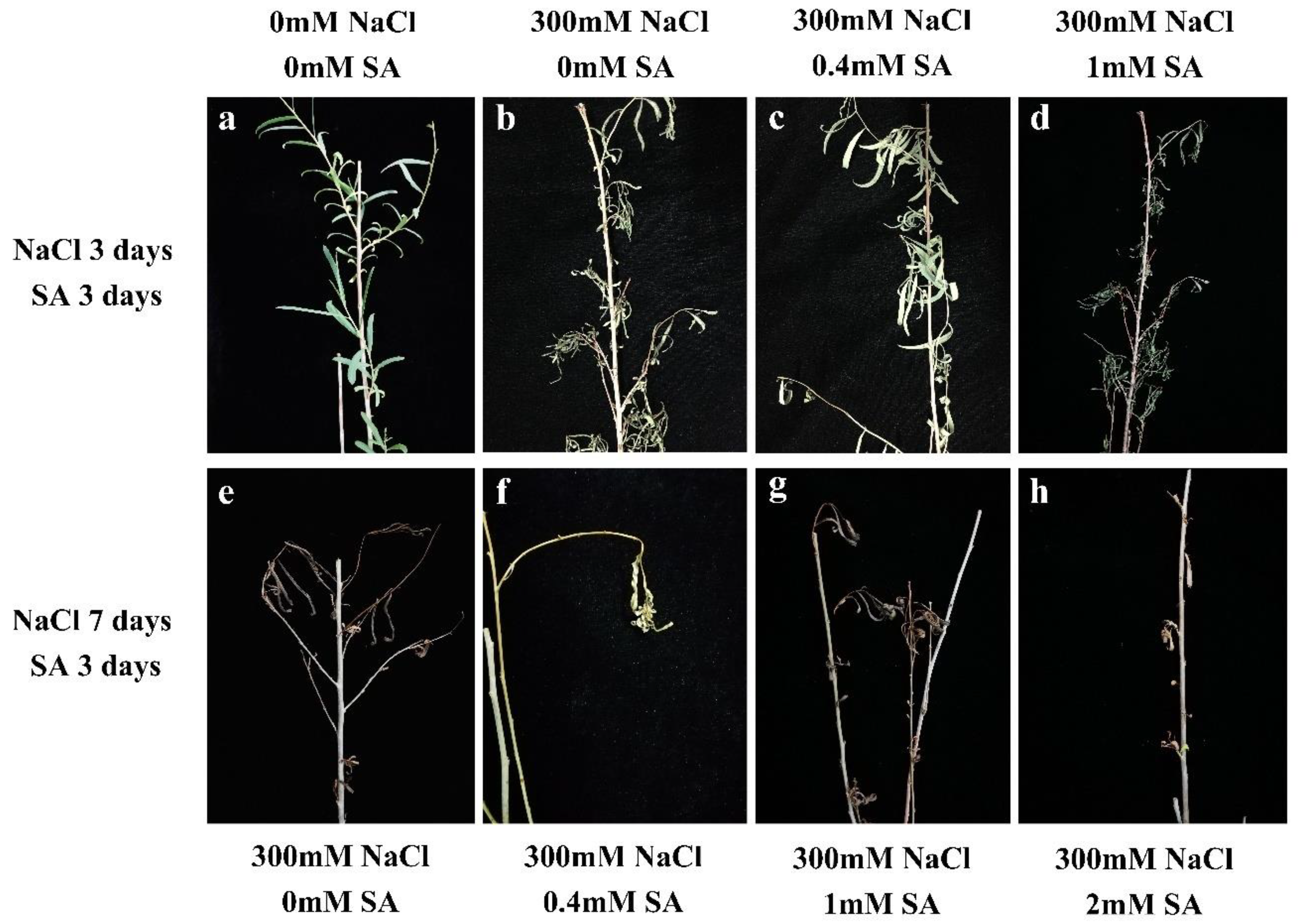 Forests 10 00423 g002