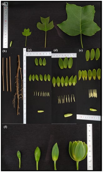 Forests 10 00441 g0a2