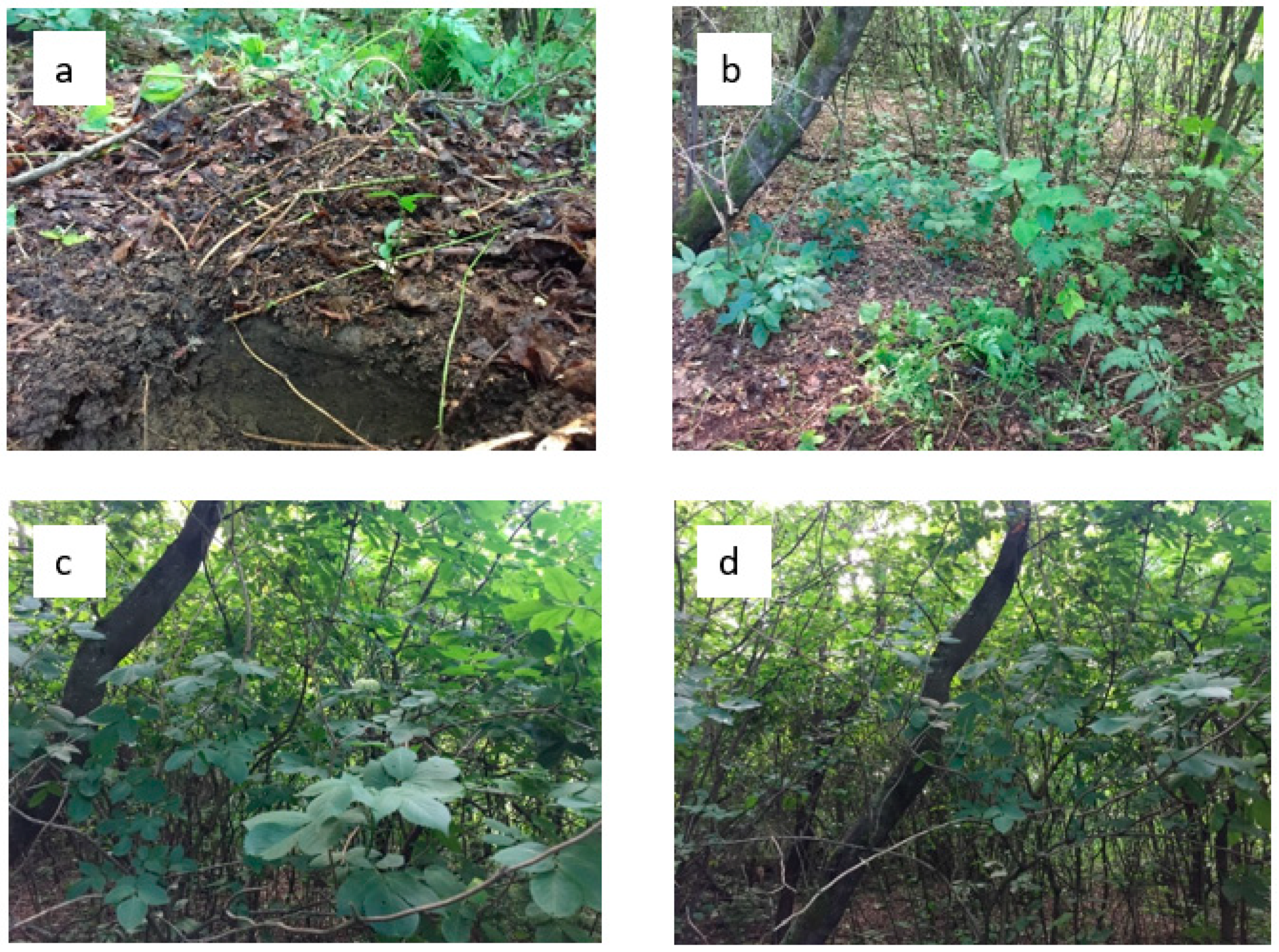 Forests 10 00453 g002