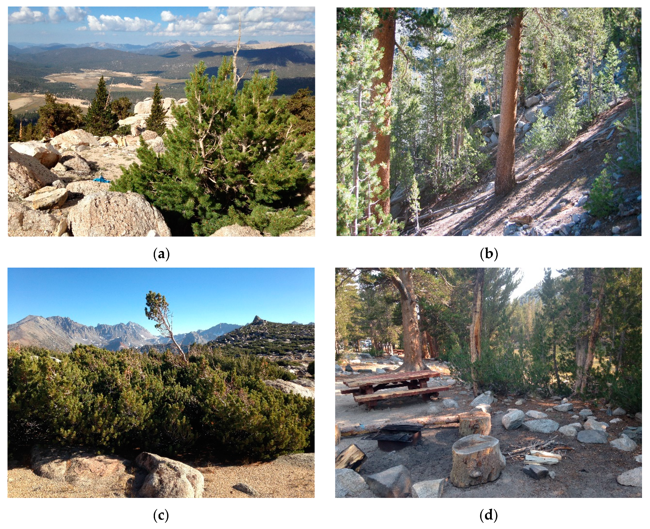 Forests 10 00455 g001