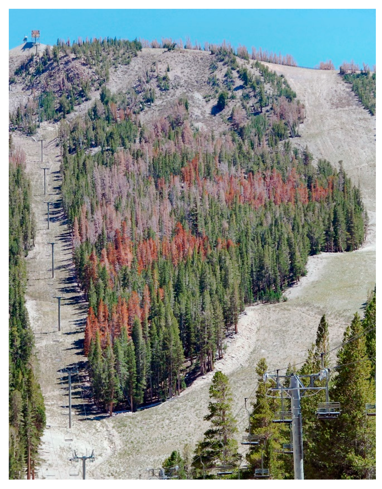 Forests 10 00455 g004