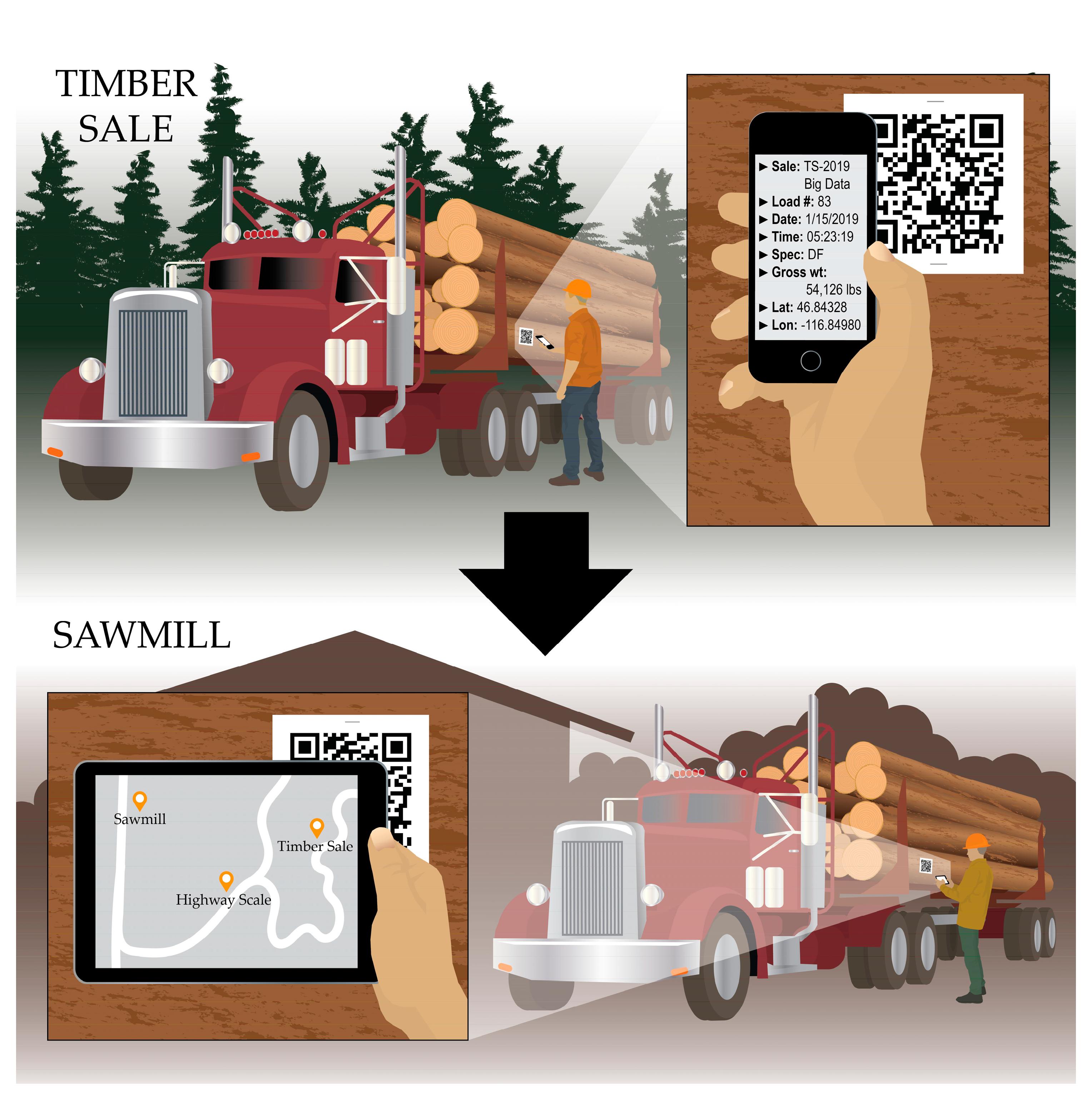 Forests 10 00458 g009