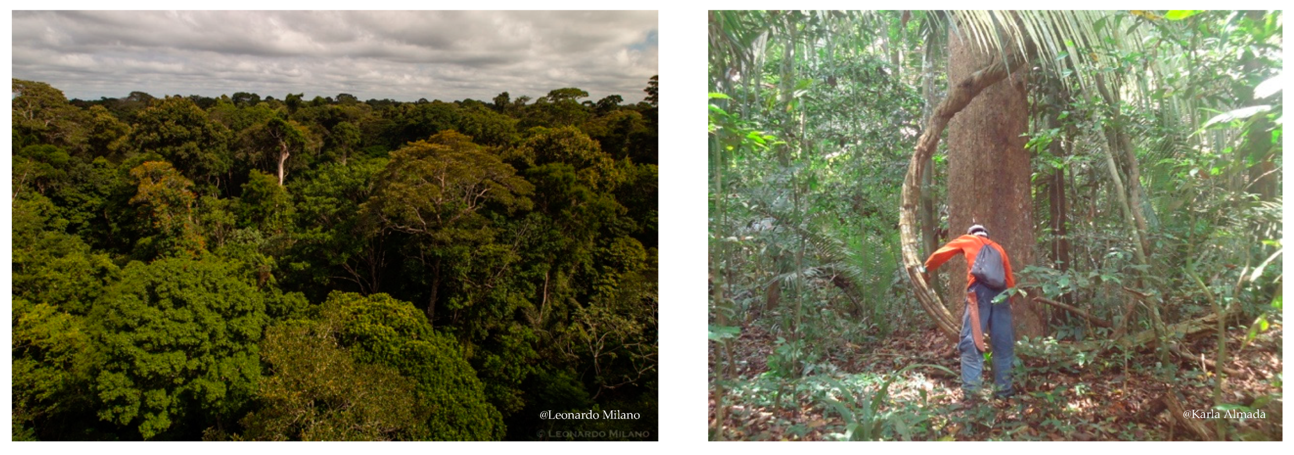 Forests 10 00461 g002