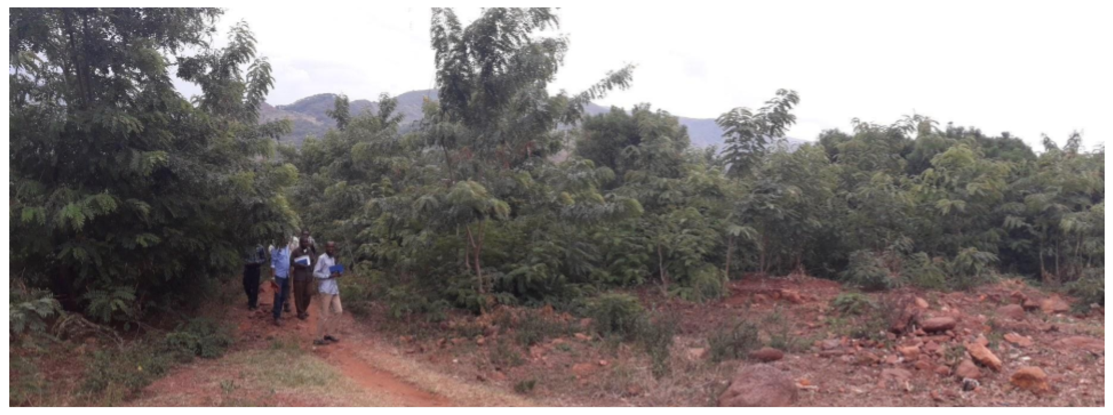 Forests 10 00475 g006