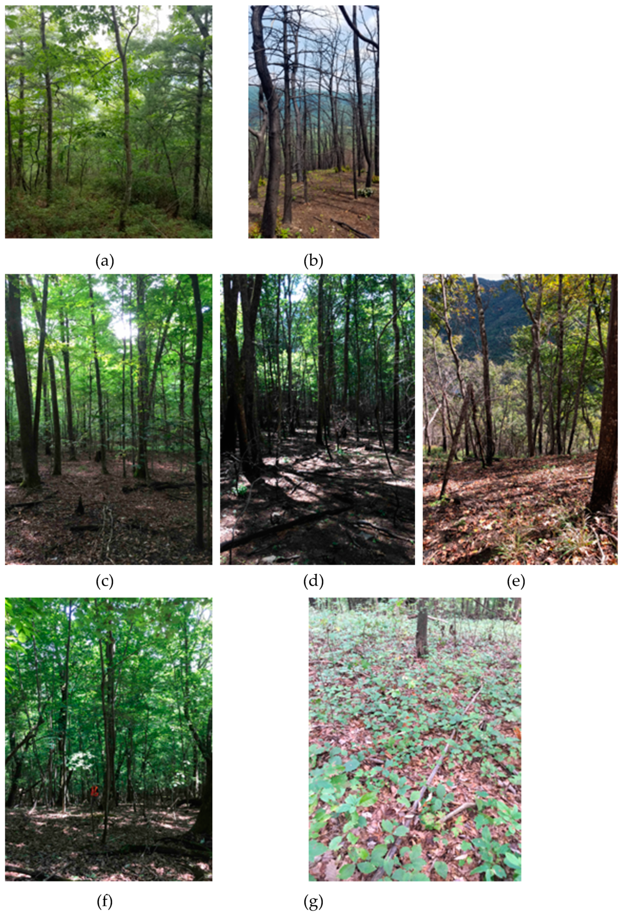 Forests 10 00493 g003