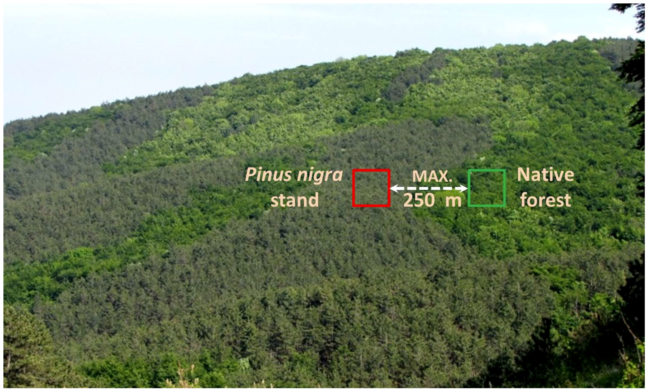 Forests 10 00548 g002