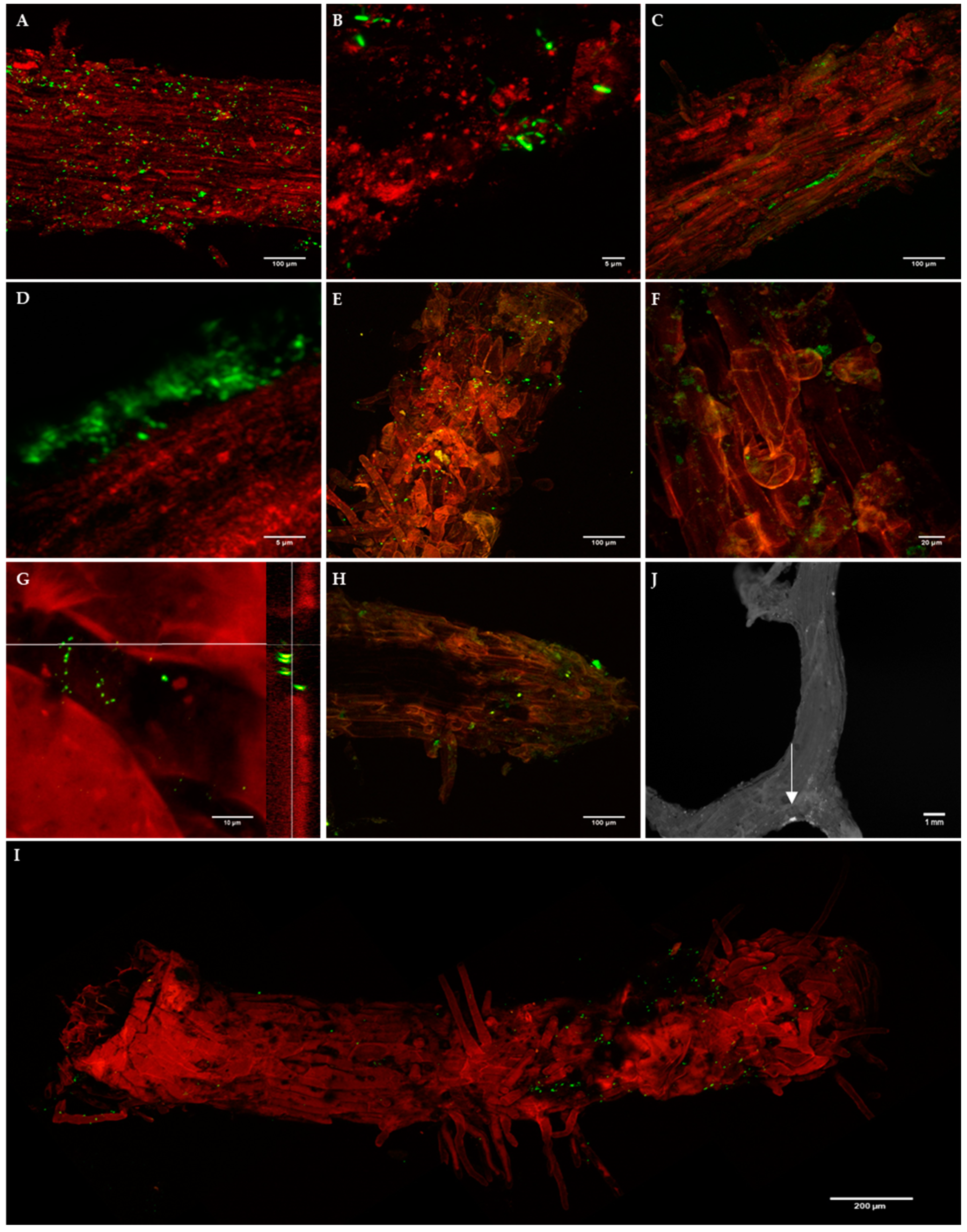 Forests 10 00552 g003