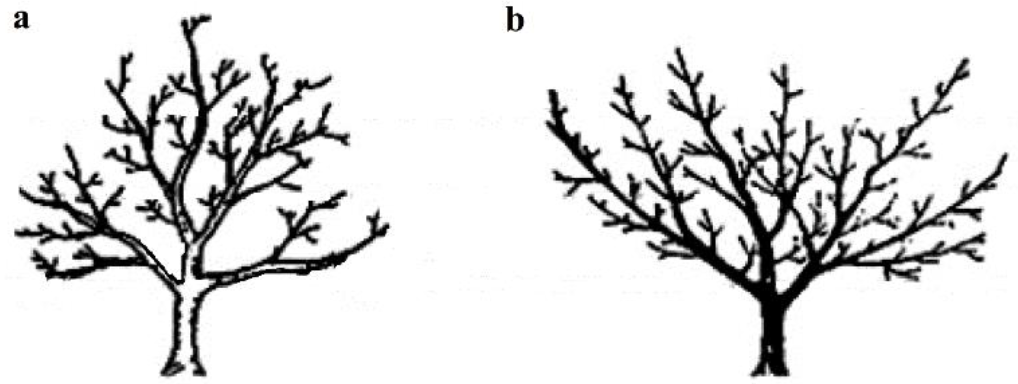 Forests 10 00563 g001