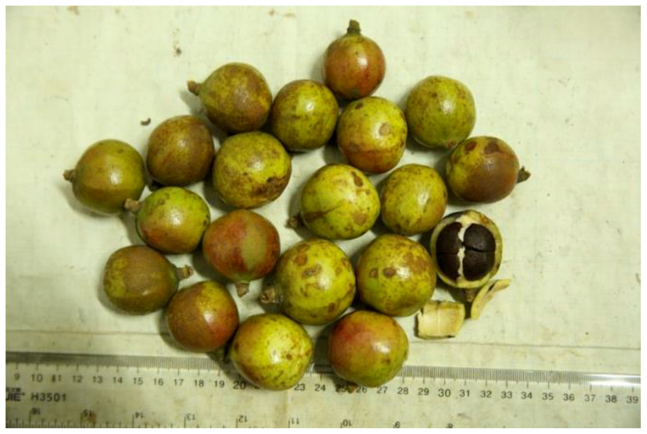 Forests 10 00563 g002