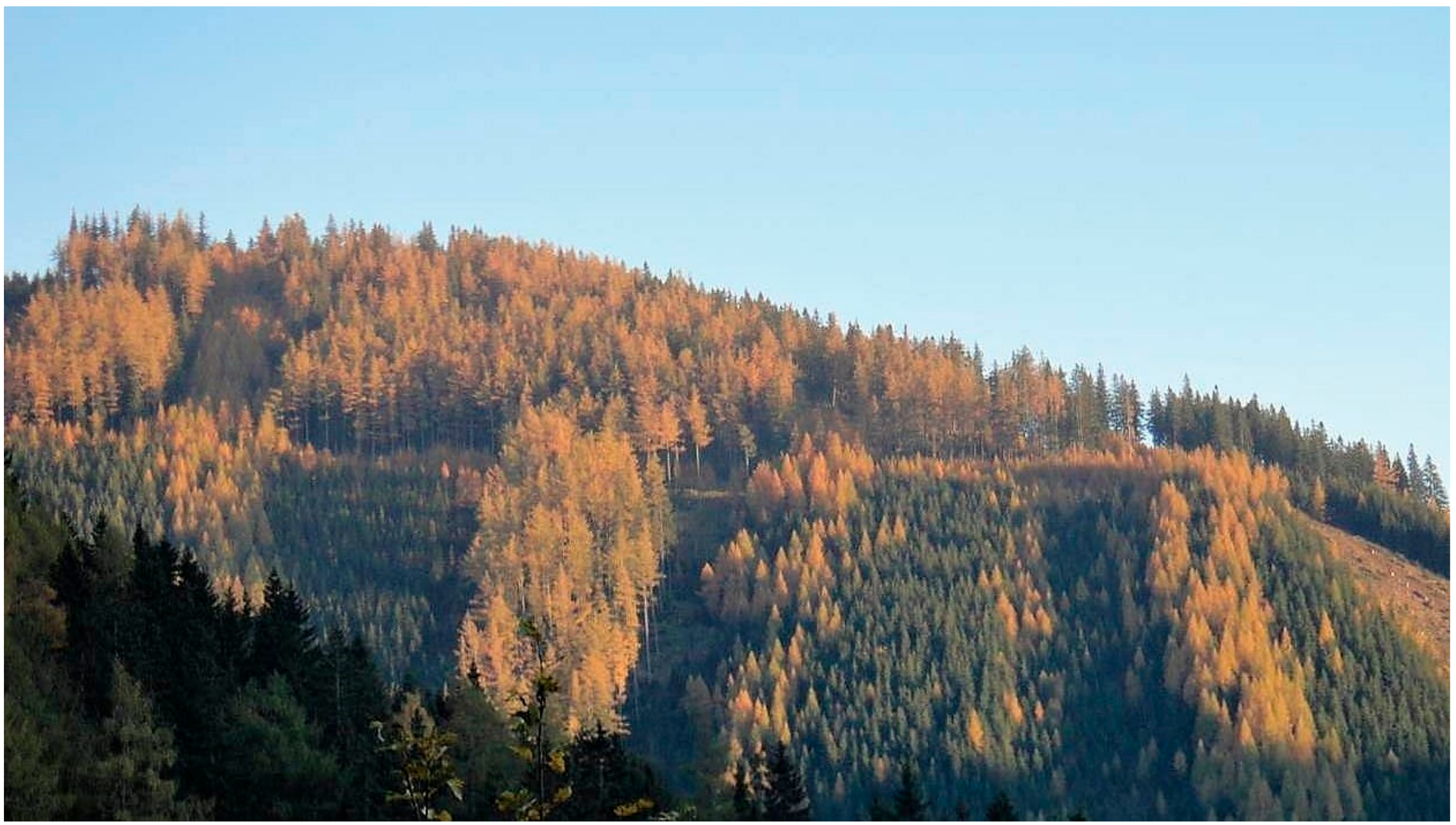 Forests 10 00570 g001