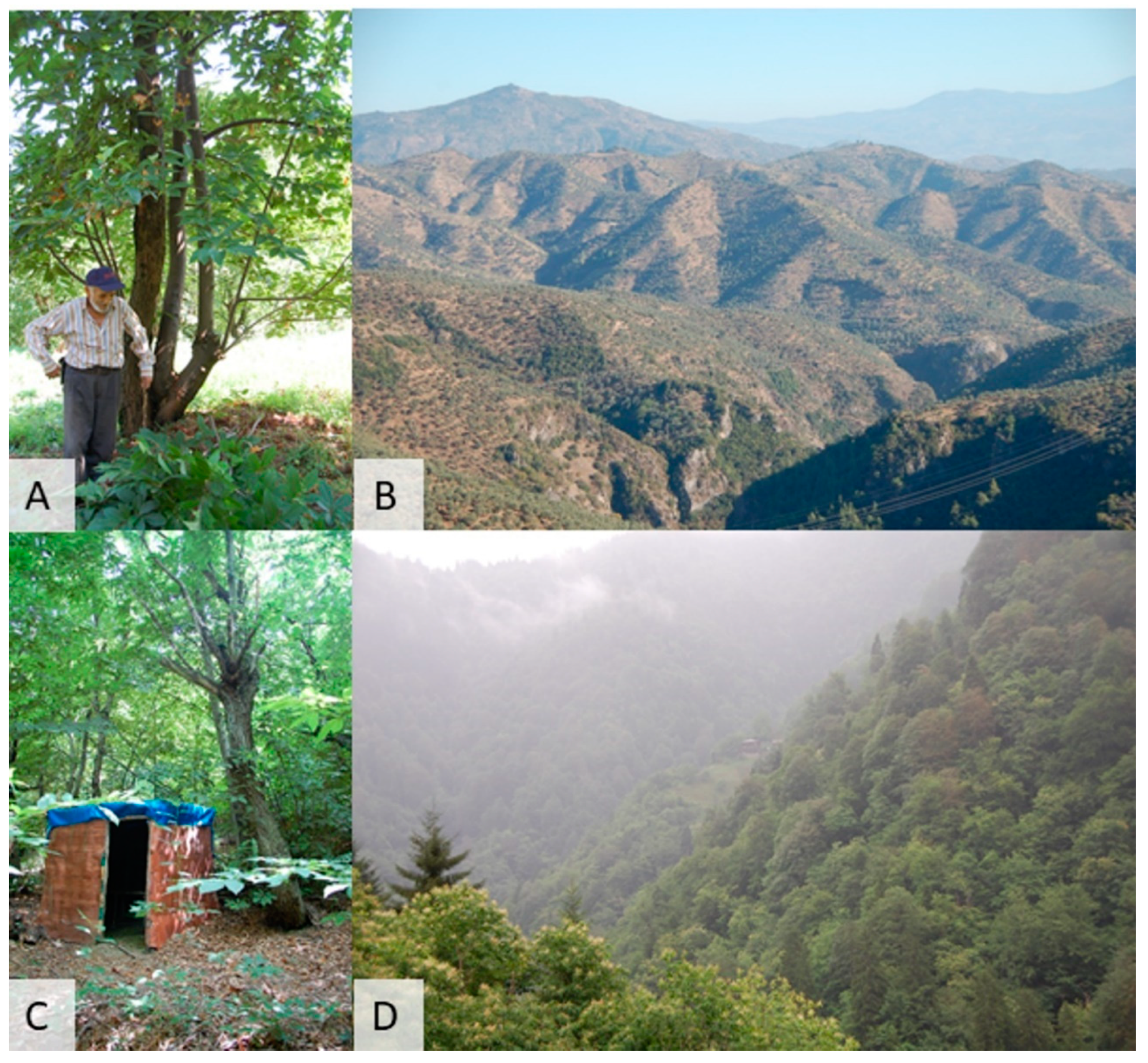 Forests 10 00571 g005 Forests 10 00571 g005