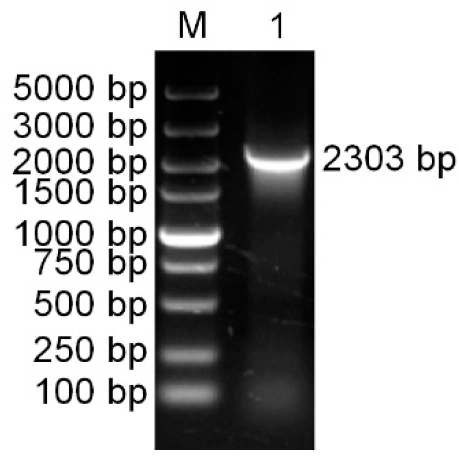 Forests 10 00613 g001
