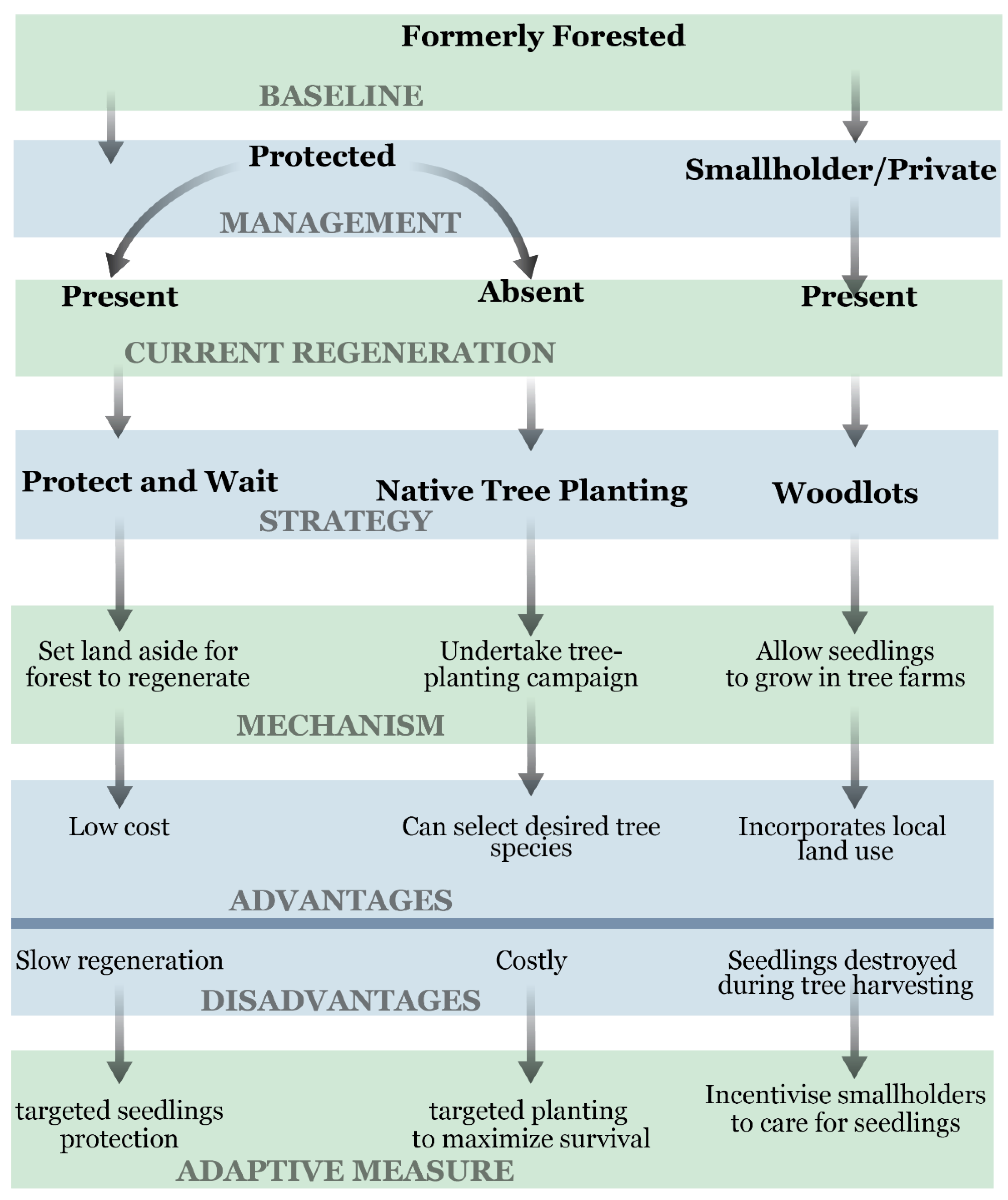 Forests 10 00621 g001
