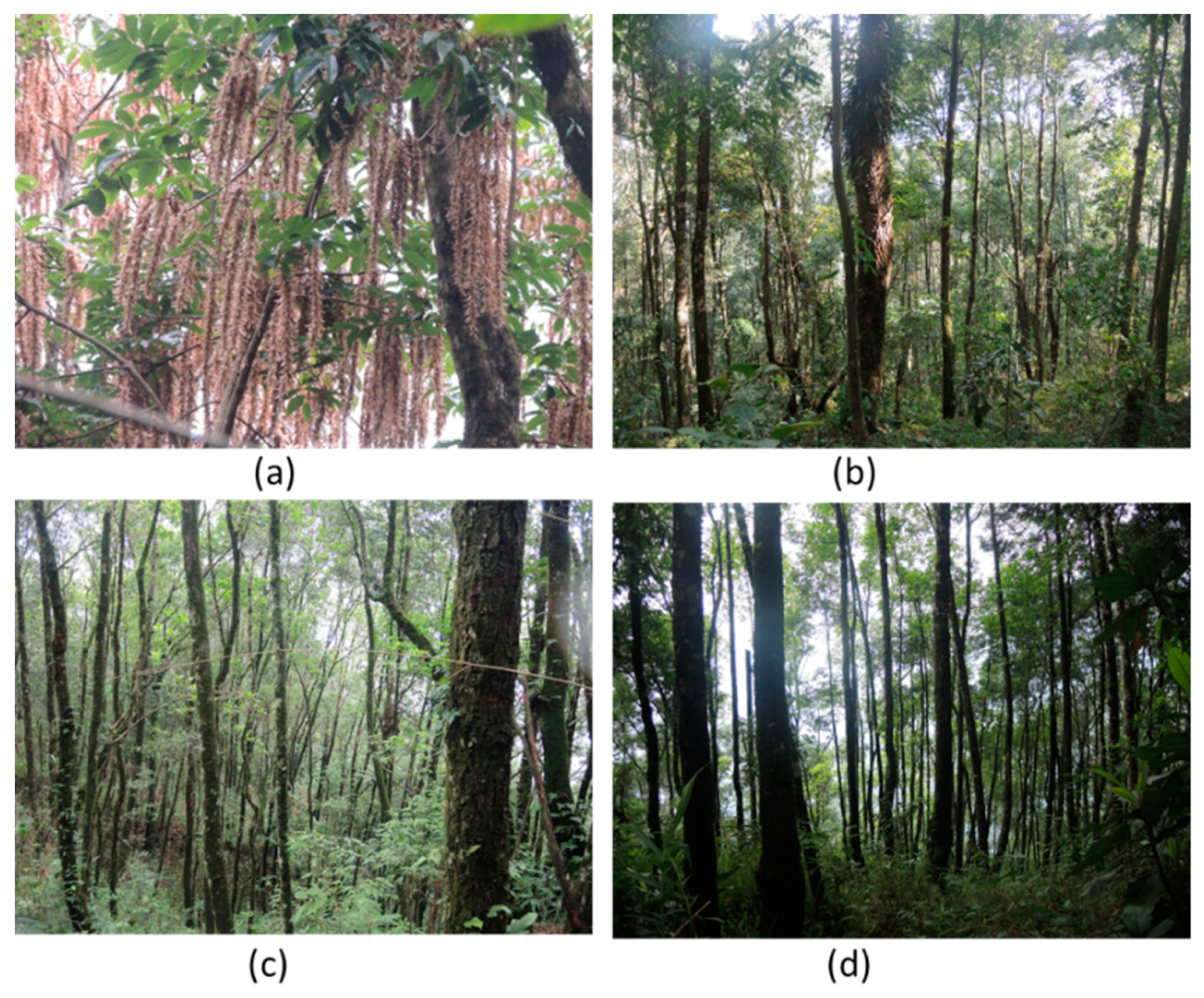 Forests 10 00633 g004 Forests 10 00633 g004