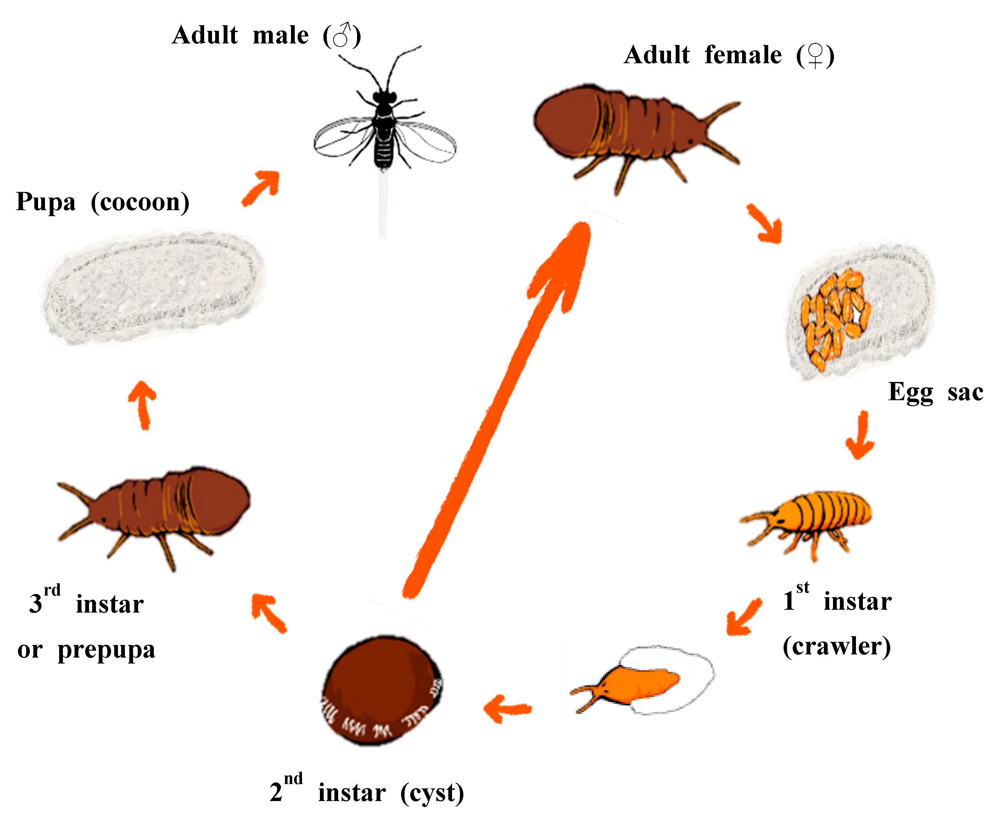 Forests 10 00639 g001