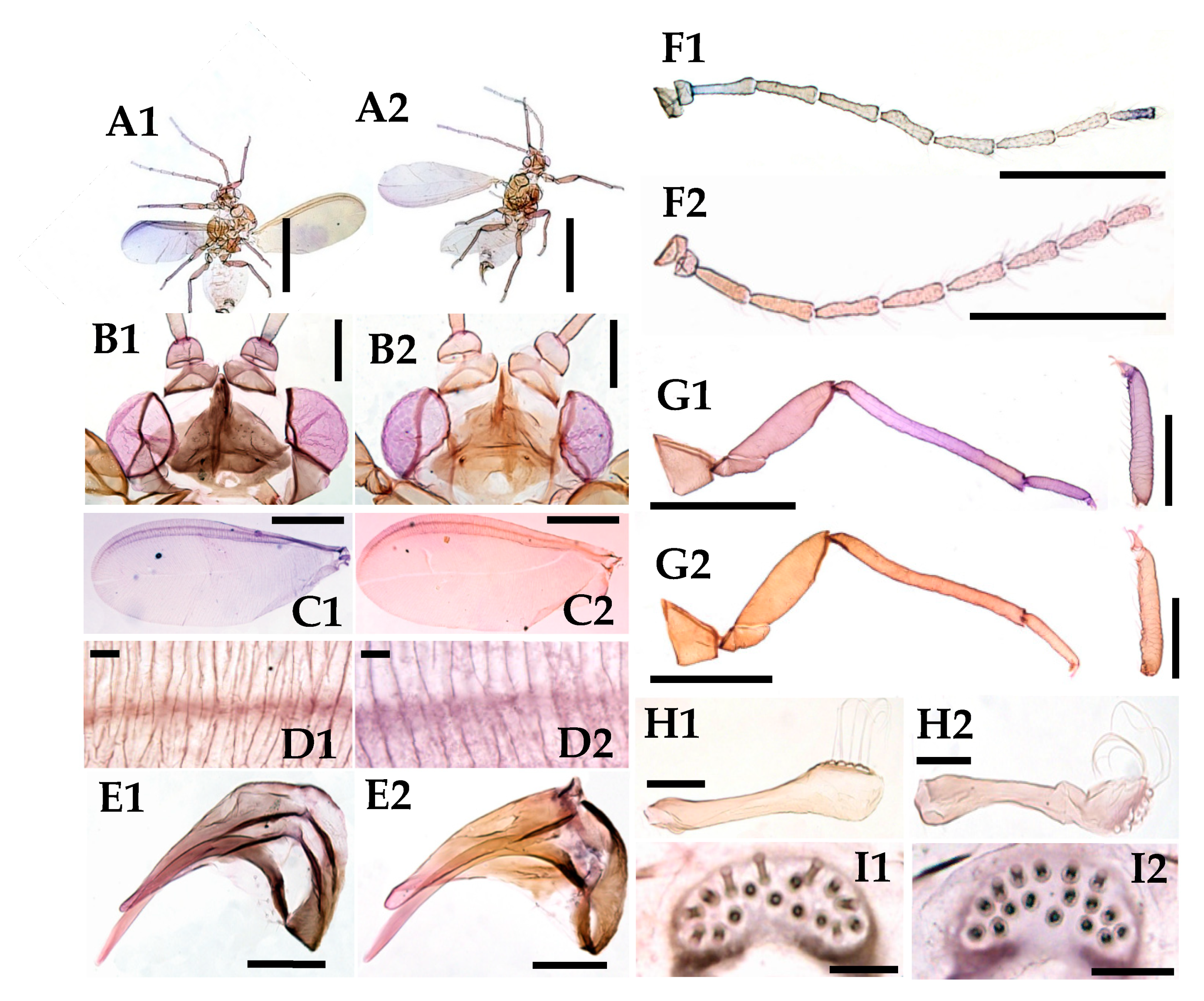 Forests 10 00639 g006