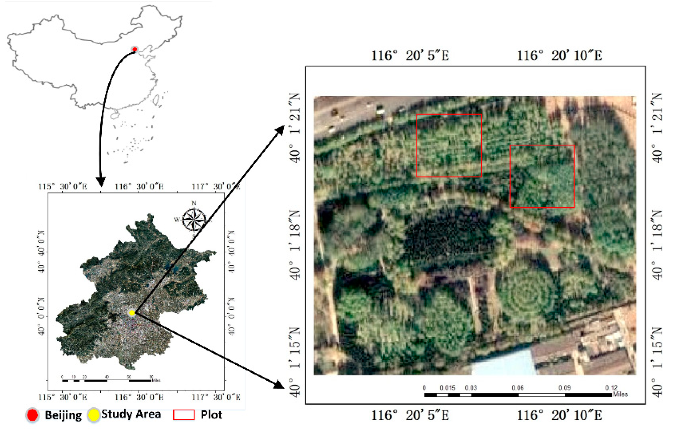 Forests 10 00643 g001