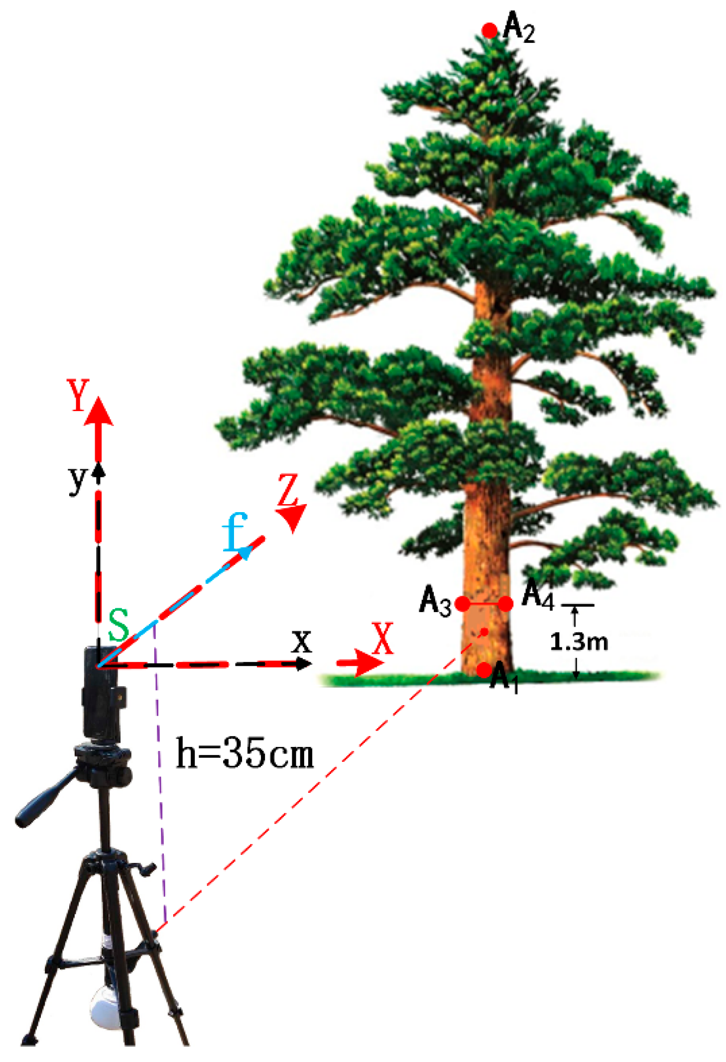 Forests 10 00643 g004