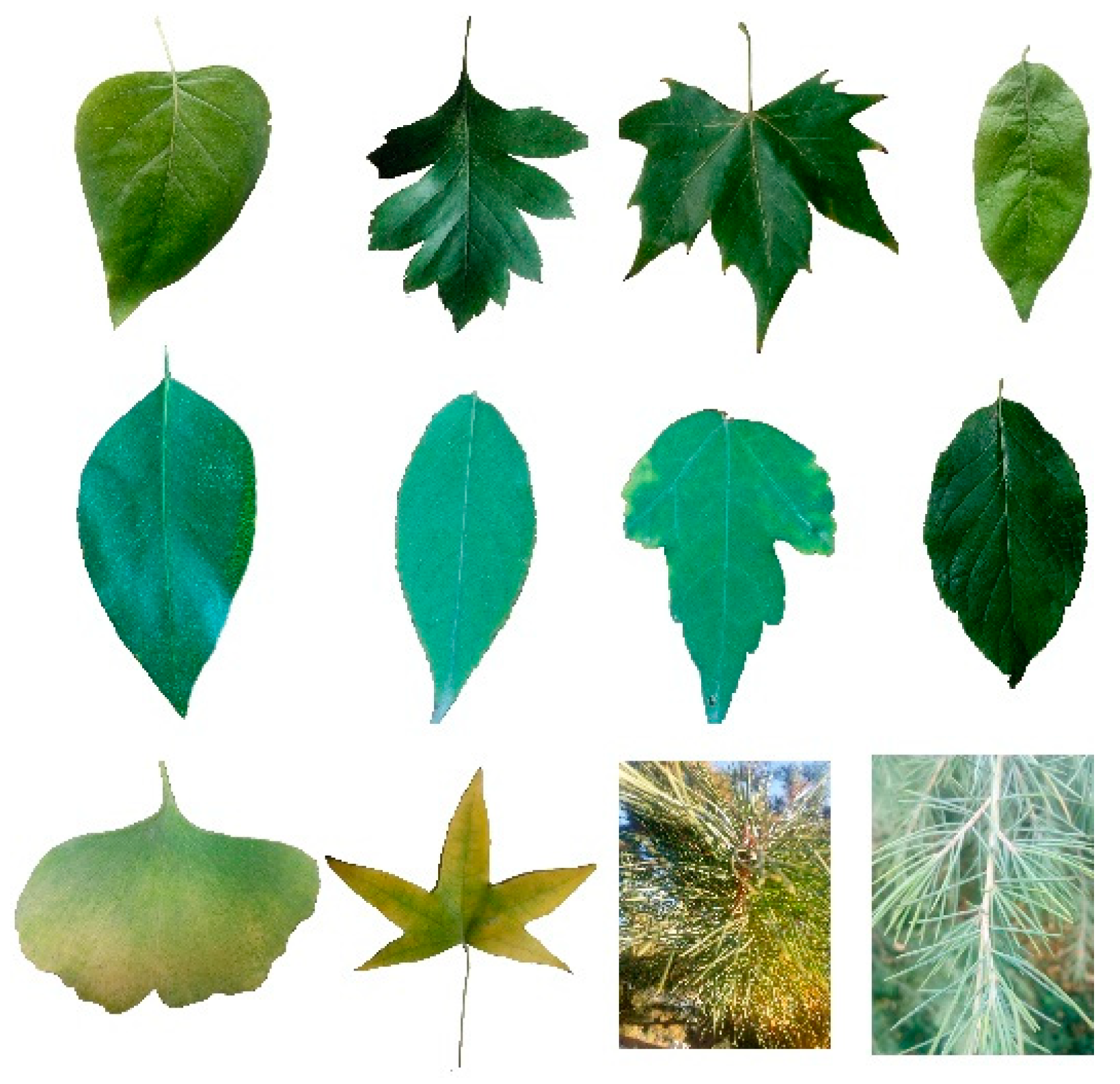 Forests 10 00643 g007