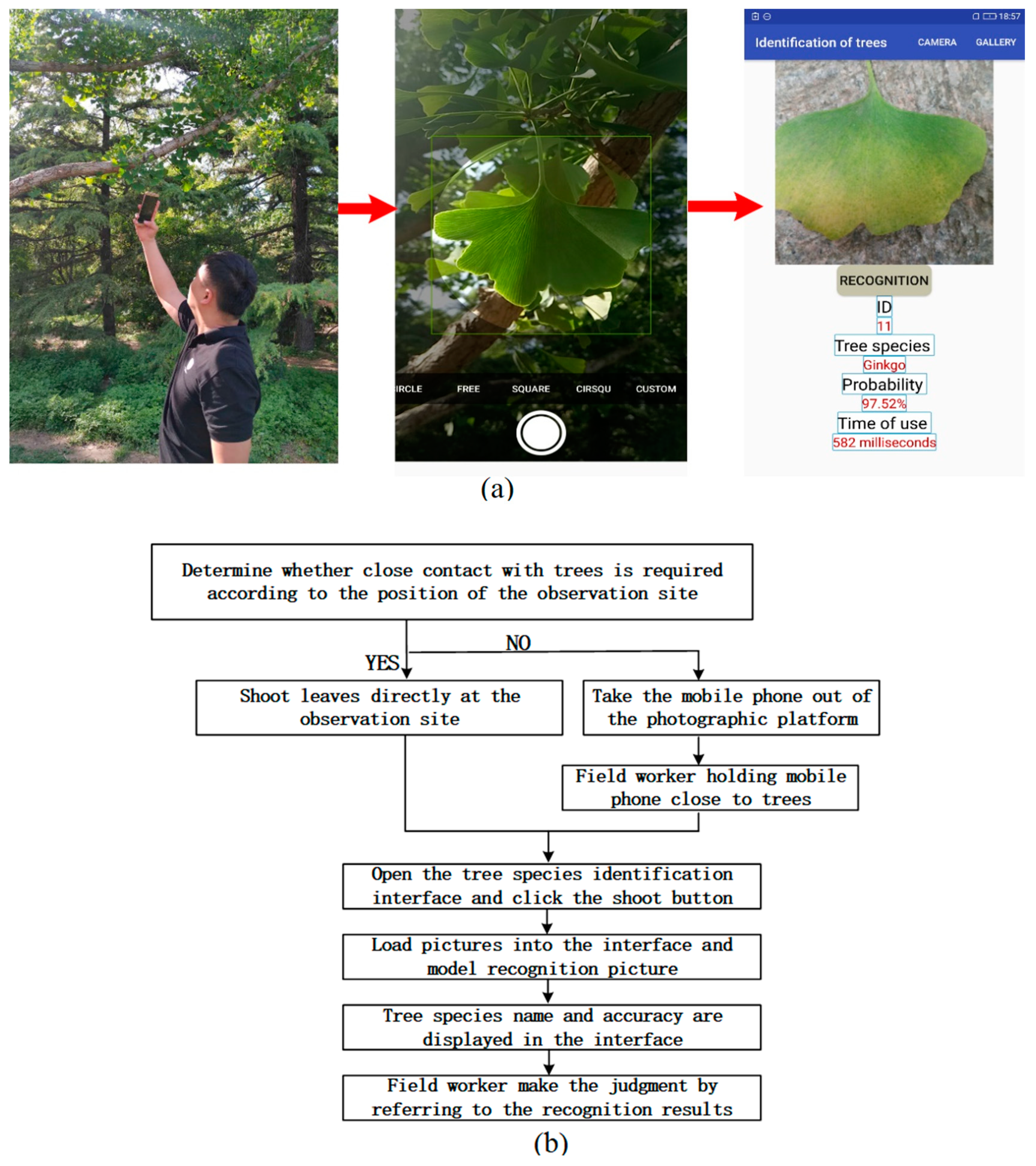 Forests 10 00643 g009