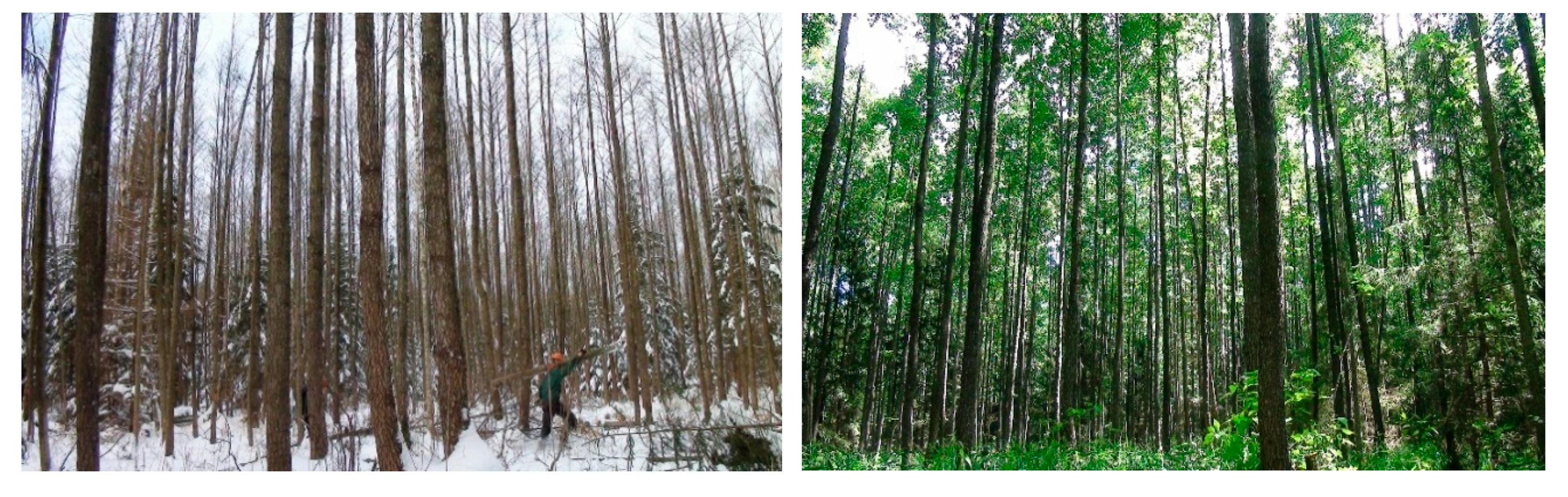 Forests 10 00668 g001a Forests 10 00668 g001a