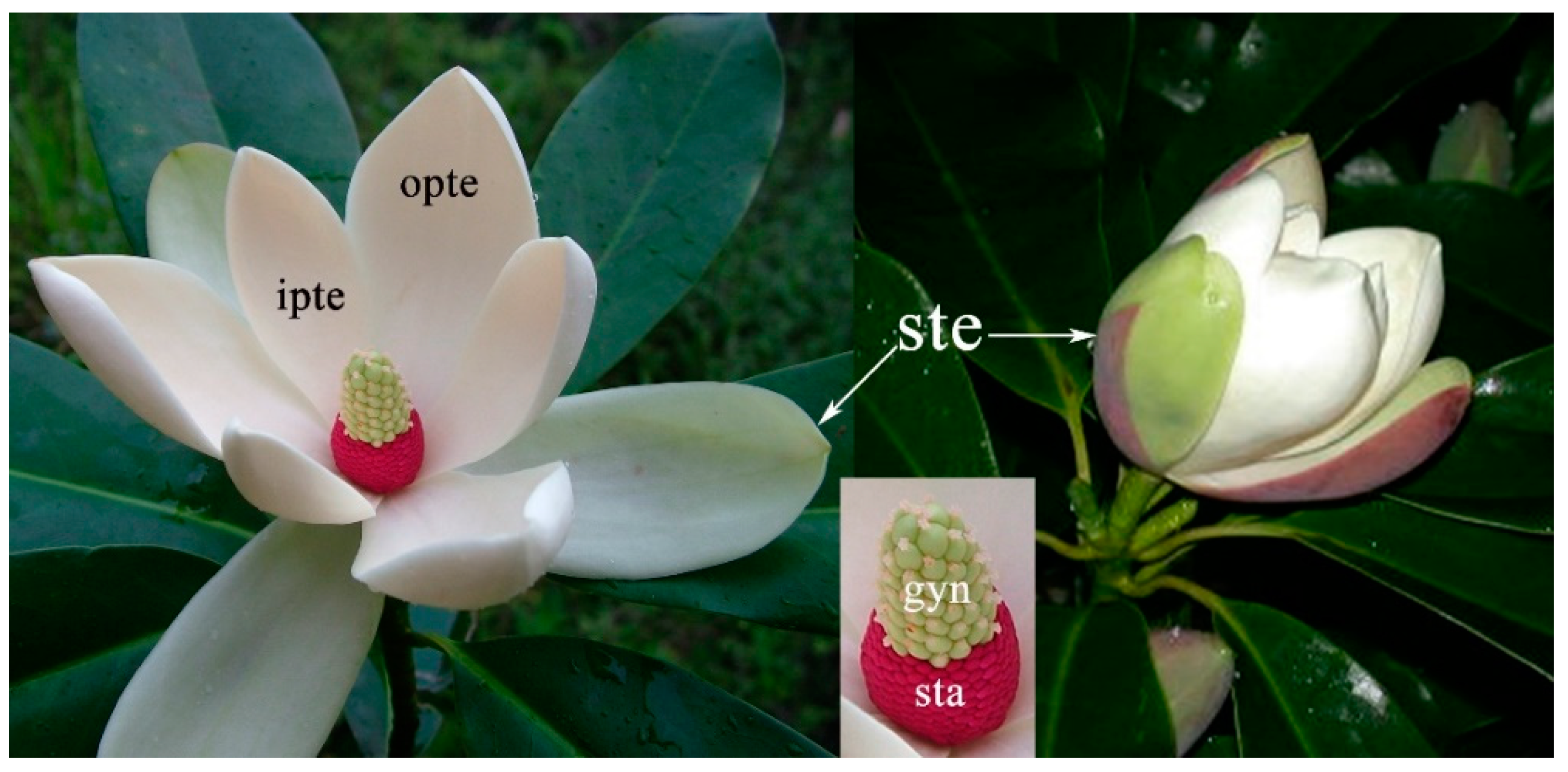 Forests 10 00669 g001