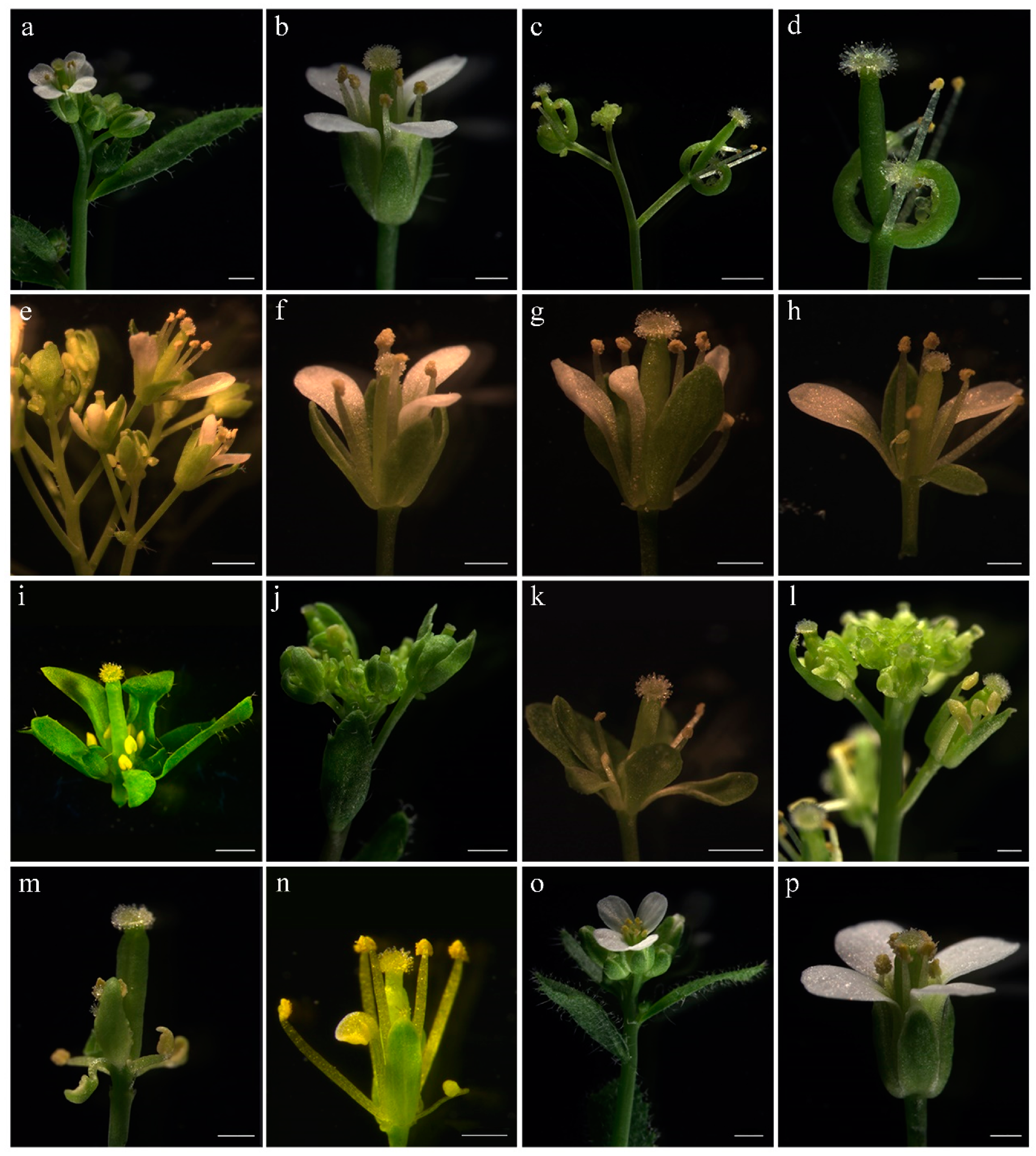 Forests 10 00669 g007