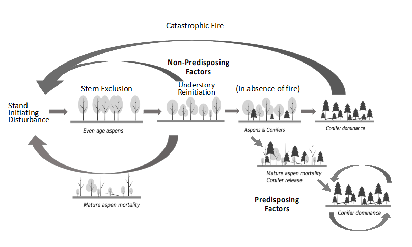 Forests 10 00671 g001