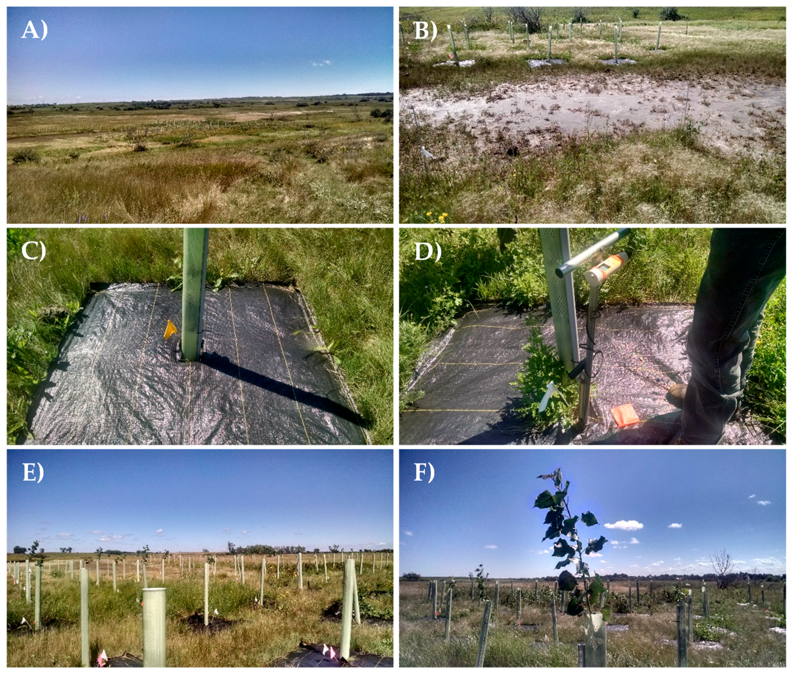 Forests 10 00672 g001