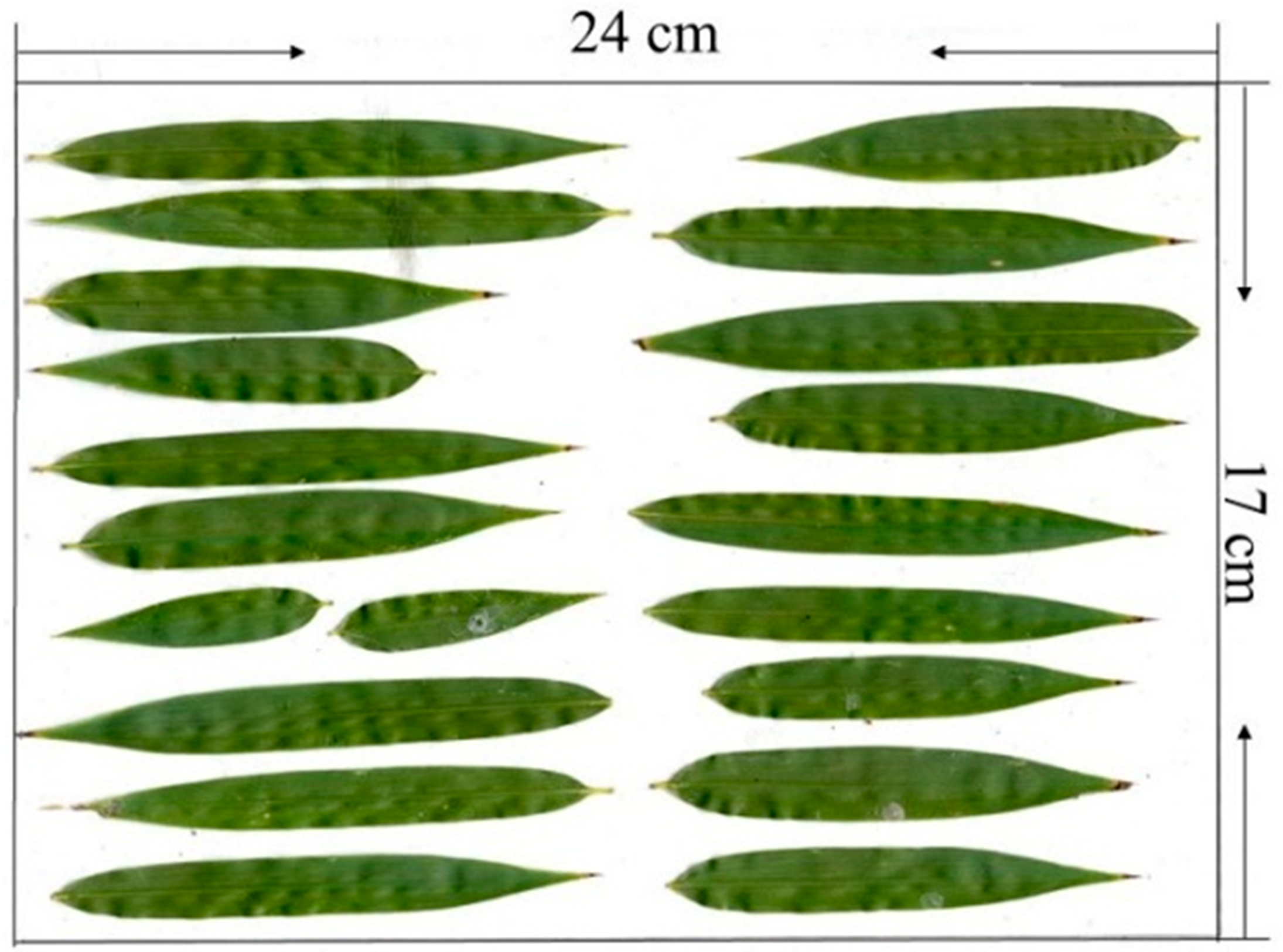 Forests 10 00686 g002