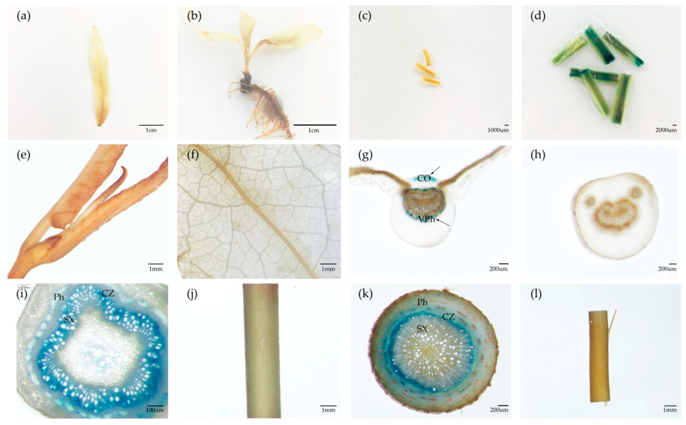 Forests 10 00698 g006 Forests 10 00698 g006