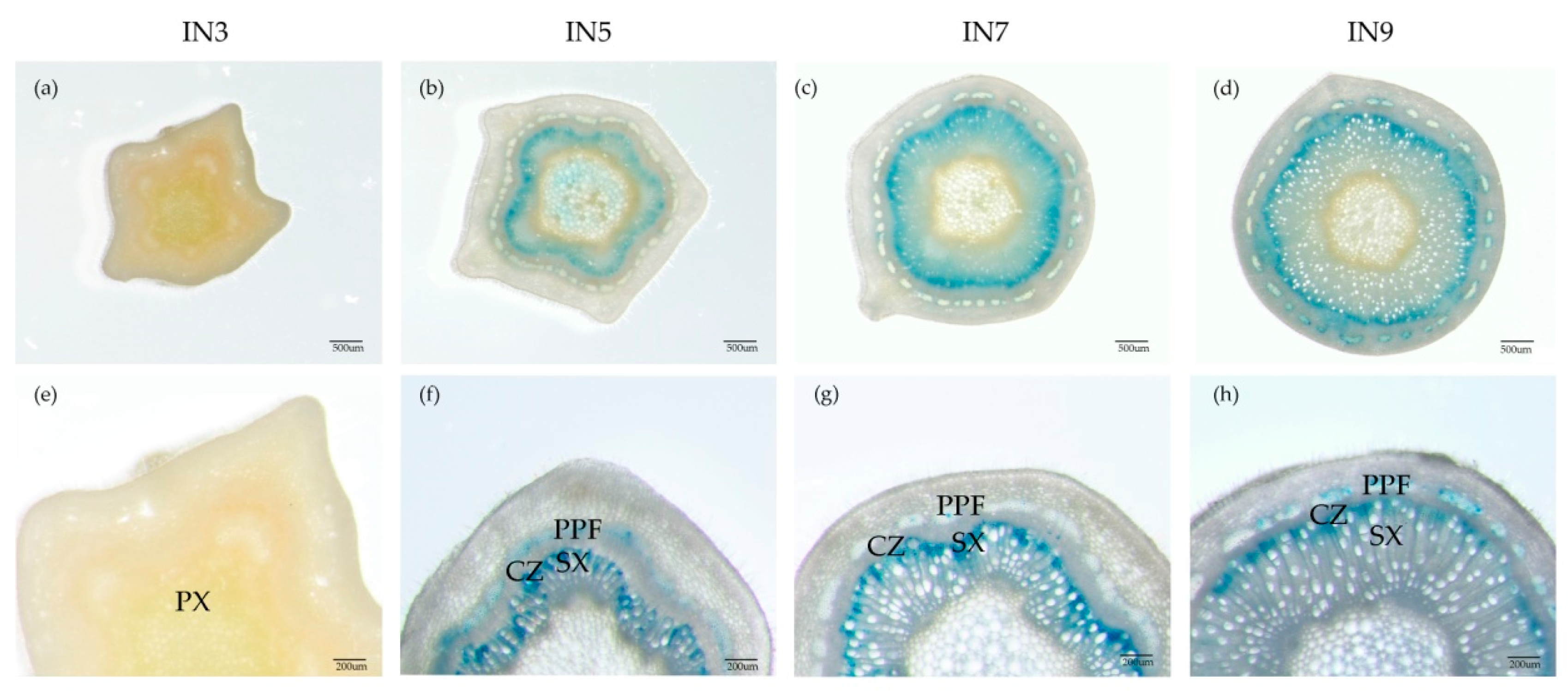 Forests 10 00698 g007 Forests 10 00698 g007