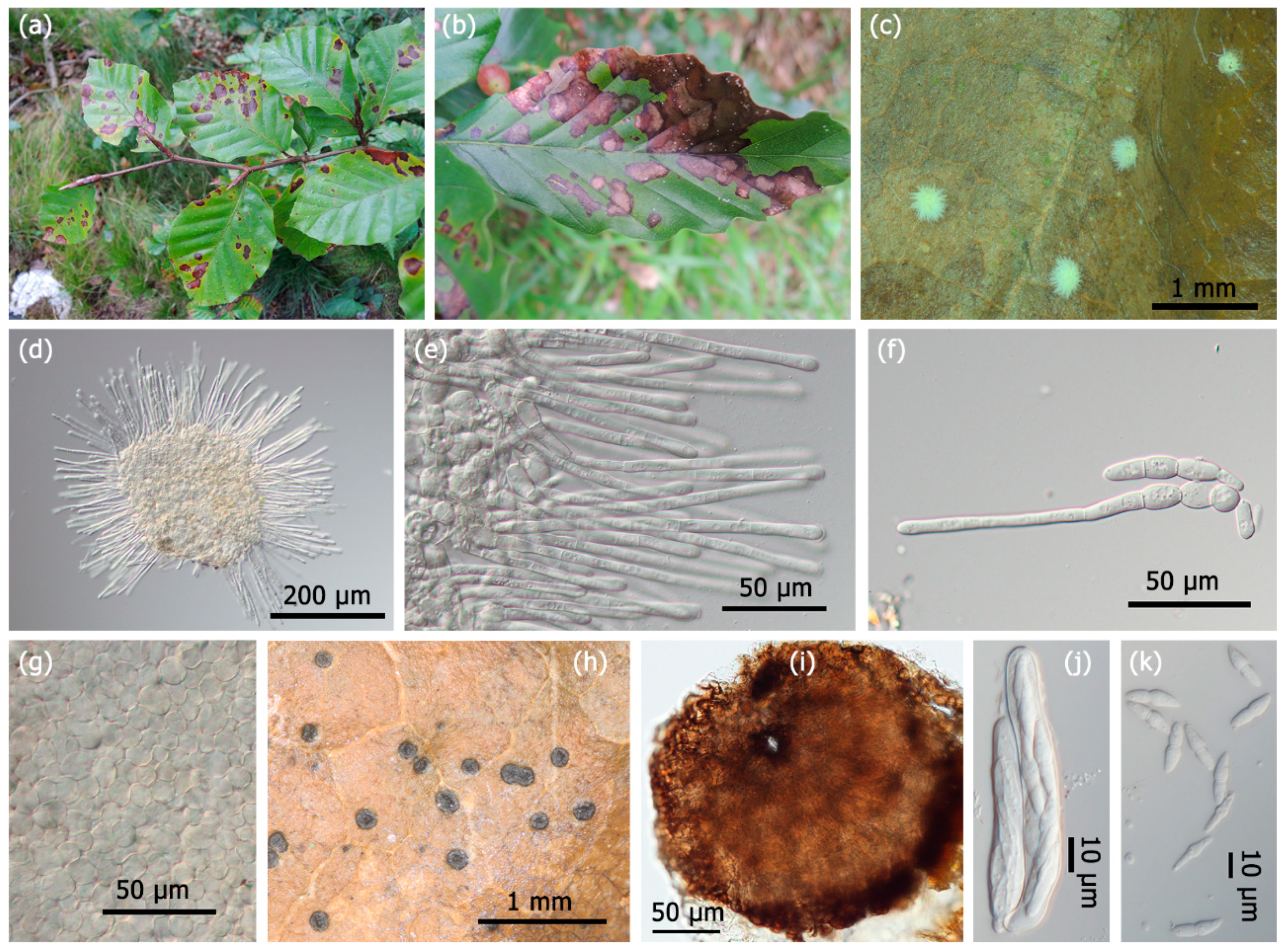 Forests 10 00718 g002 Forests 10 00718 g002