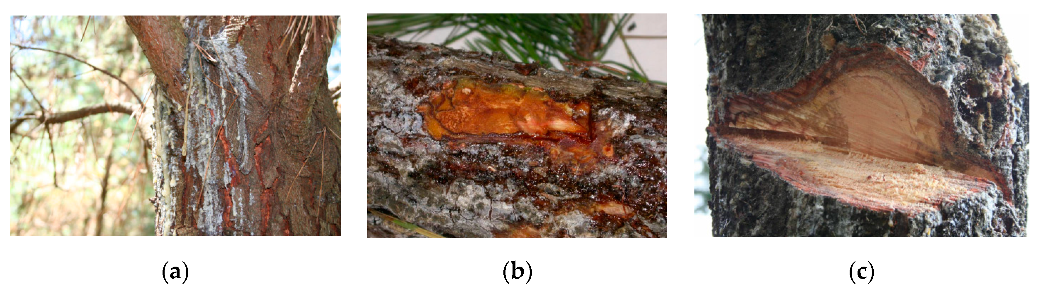 Forests 10 00723 g001