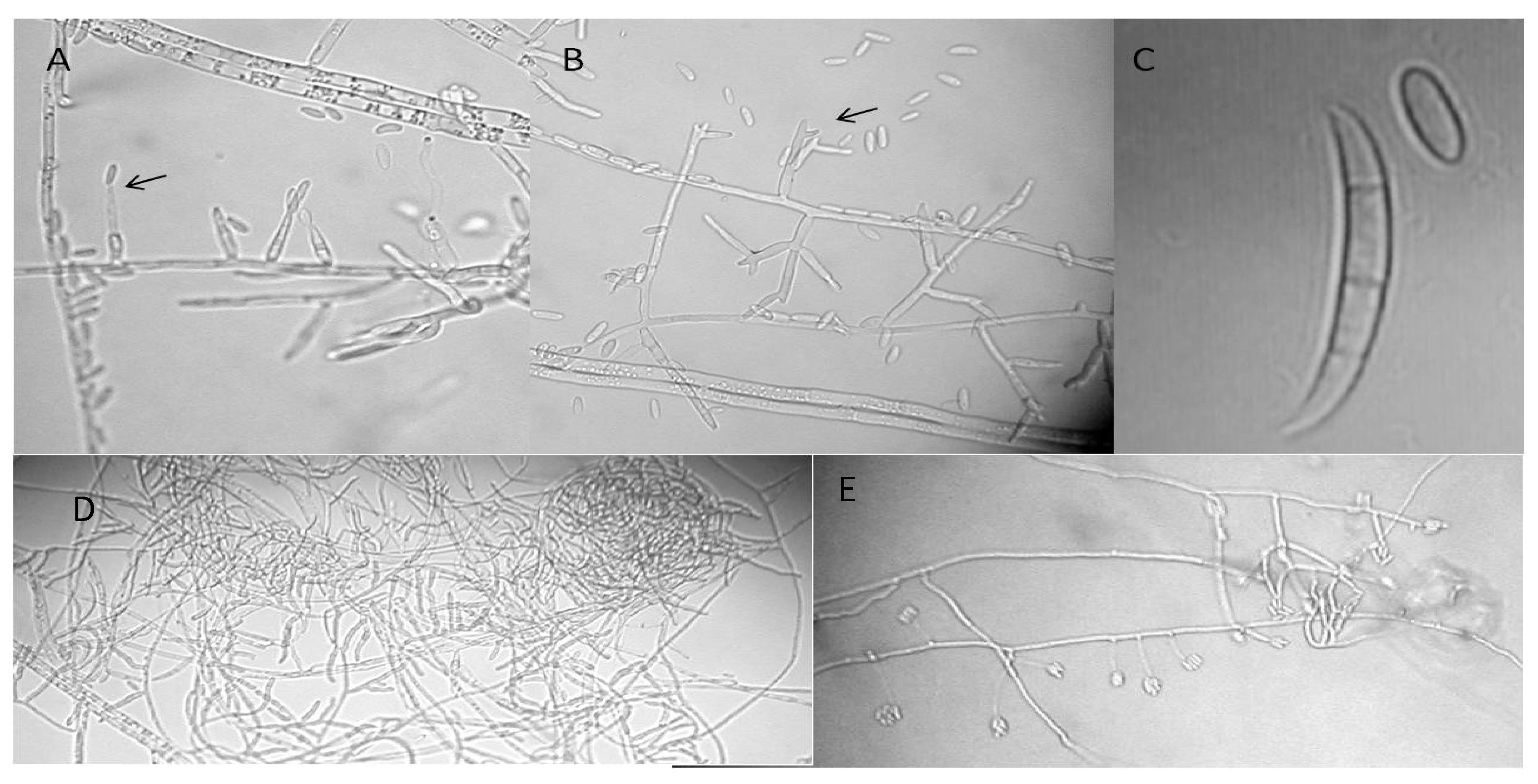 Forests 10 00723 g002
