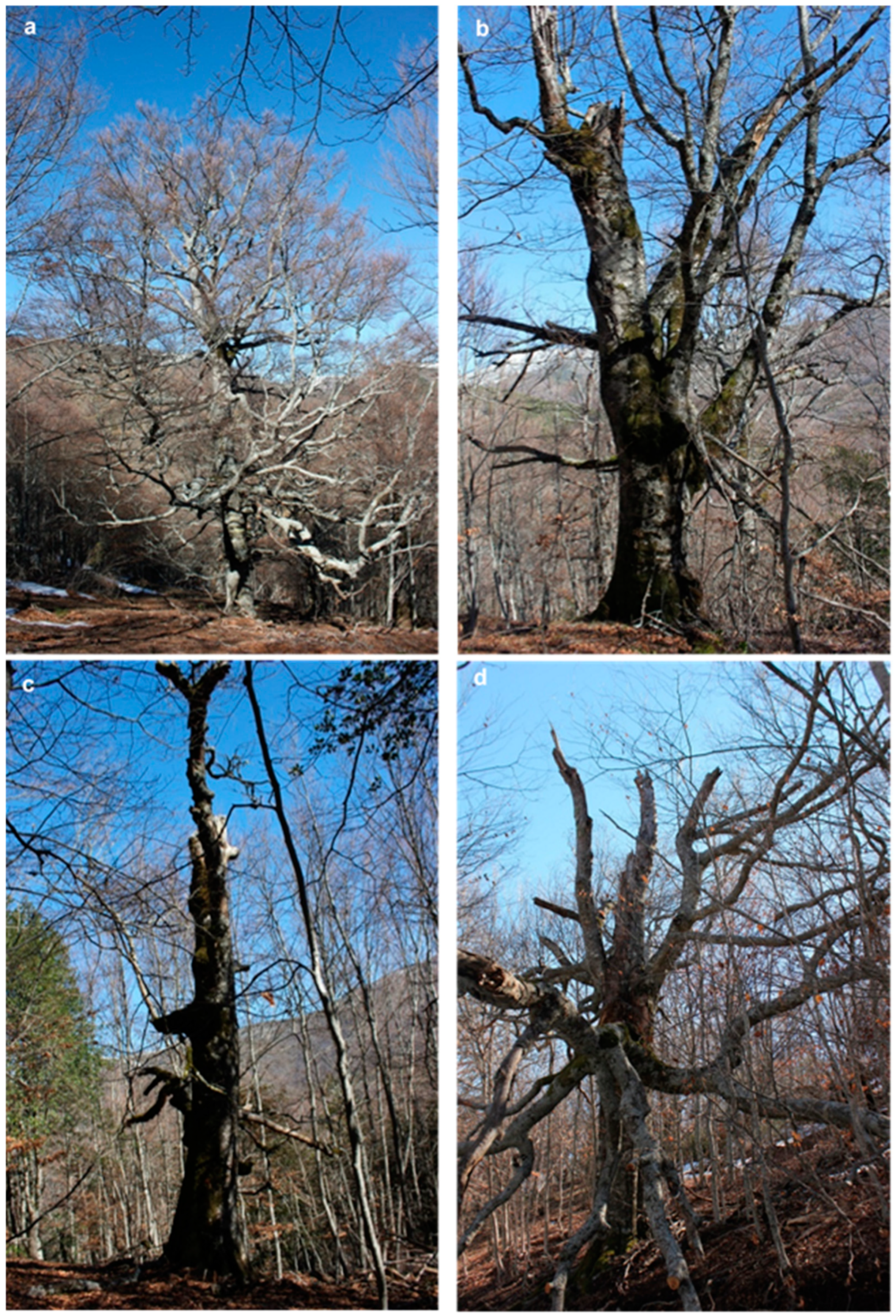 Forests 10 00727 g001